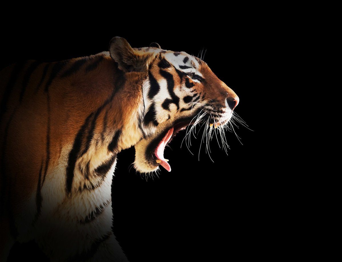 Fototapete Brüllender Tiger