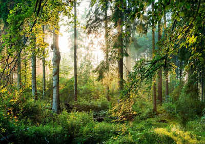 wandmotiv24 Fototapete Wald Bäume Sonne, strukturiert, Wandtapete, Motivtapete, matt, Vinyltapete, selbstklebend