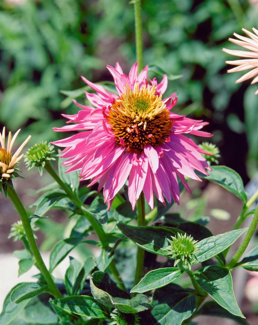 Pflanzen für Dich Staude Echinacea purpurea 'Doppeldecker', 1 St., Roter Sonnenhut – Bild 4 von 4