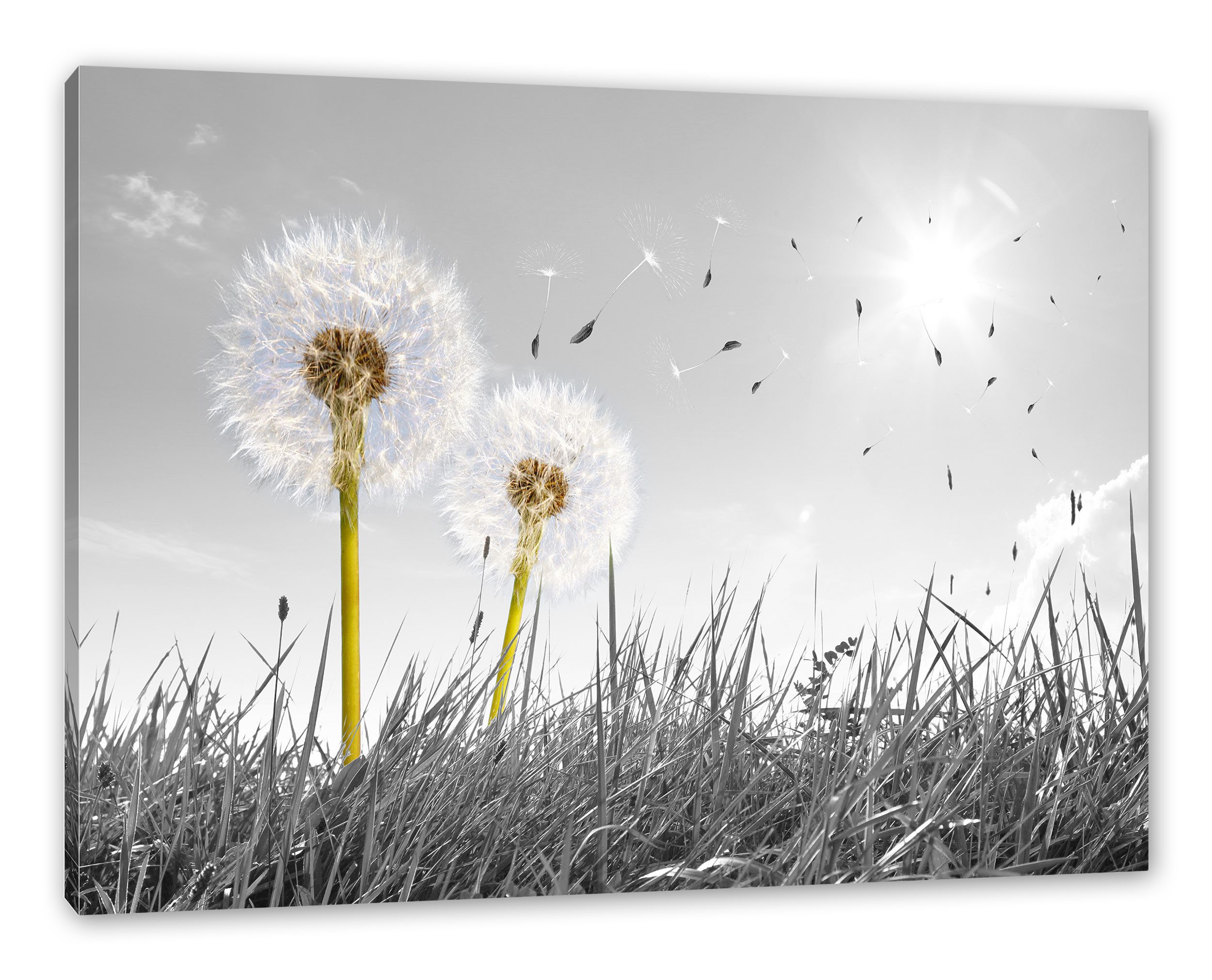 Pixxprint Leinwandbild Pusteblumen auf Wiese, Pusteblumen auf Wiese (1 St), Leinwandbild fertig bespannt, inkl. Zackenaufhänger