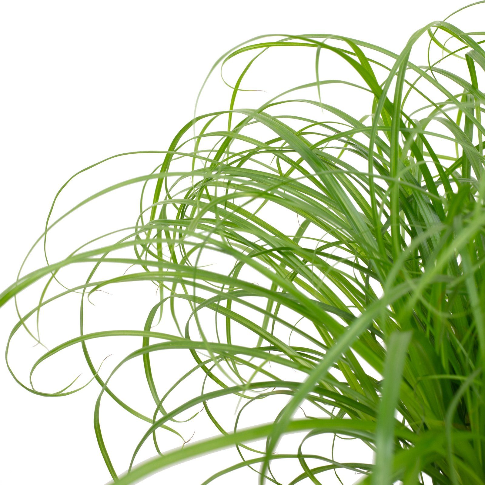 Flowerbox Zimmerpflanze Echtes Katzengras - Cyperus alternifolius "Zumula", günstig online kaufen