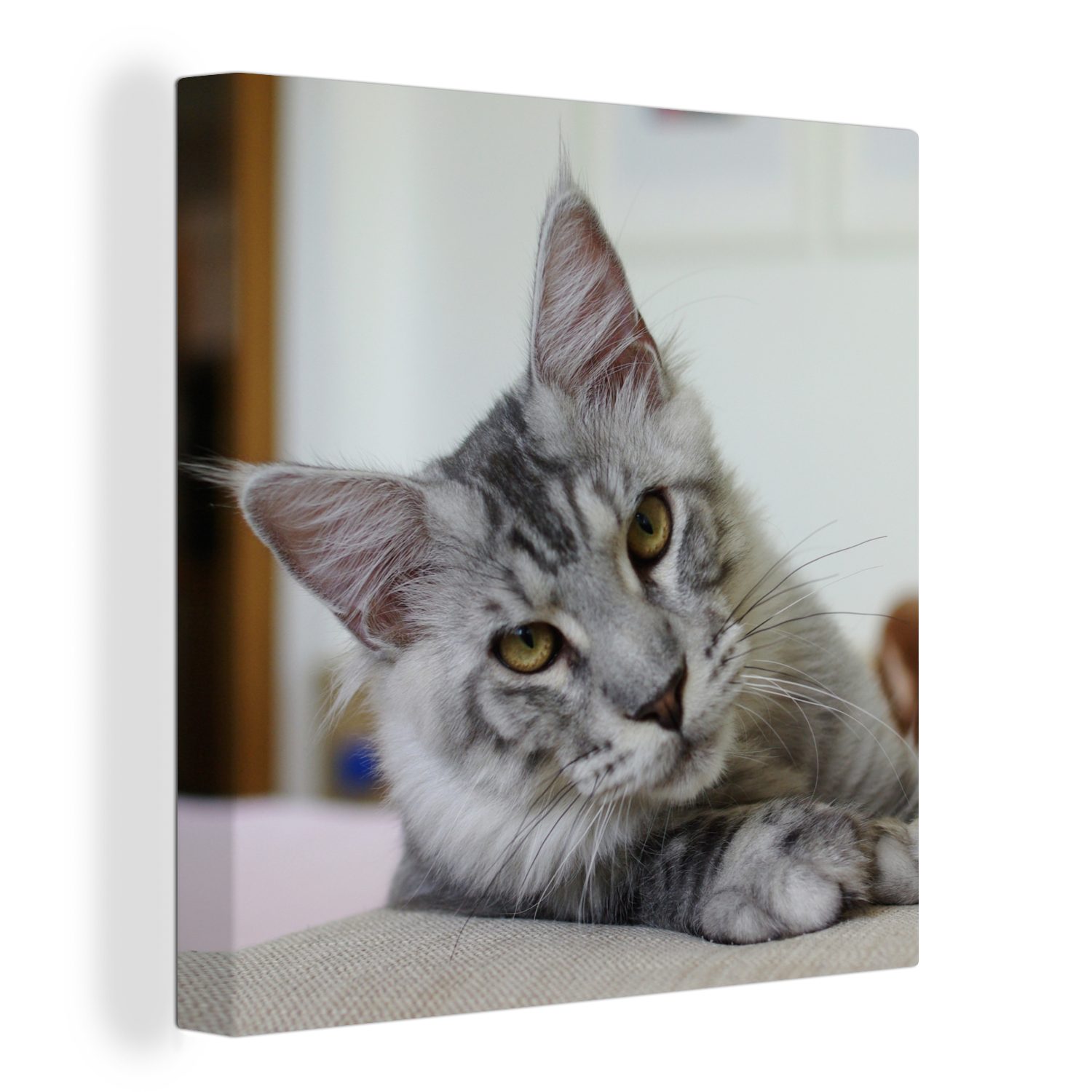 OneMillionCanvasses® Leinwandbild Eine liegende graue Maine Coon Katze, (1 St), Leinwand Bilder für Wohnzimmer Schlafzimmer