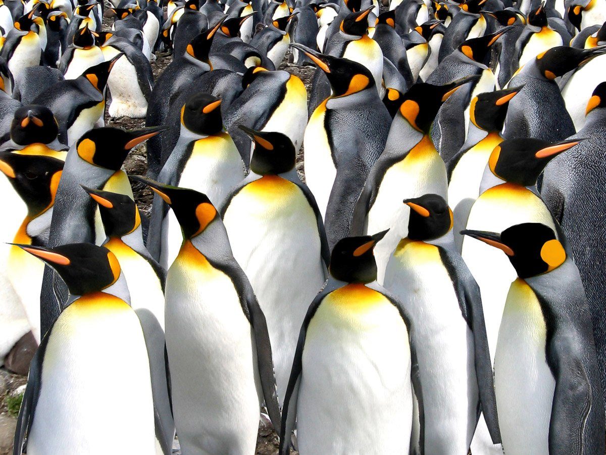 Papermoon Fototapete Pinguine