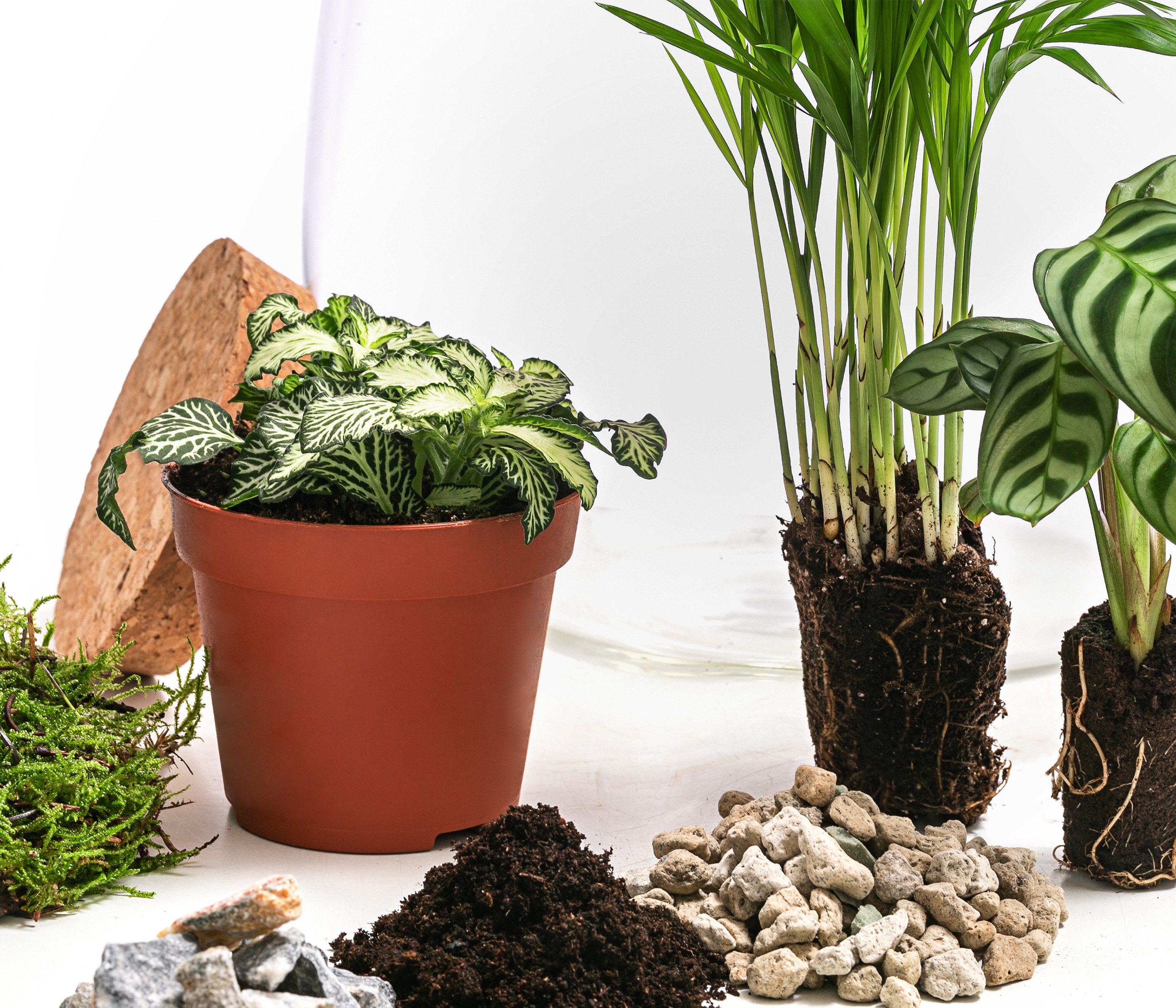 Dehner Zimmerpflanze Terrarium DIY Flaschengarten Mini-Urwald, 8-teilig, 1x Mosaikpflanze, 1x Marante, 1x Bergpalme, inkl. Deko – Bild 3 von 4