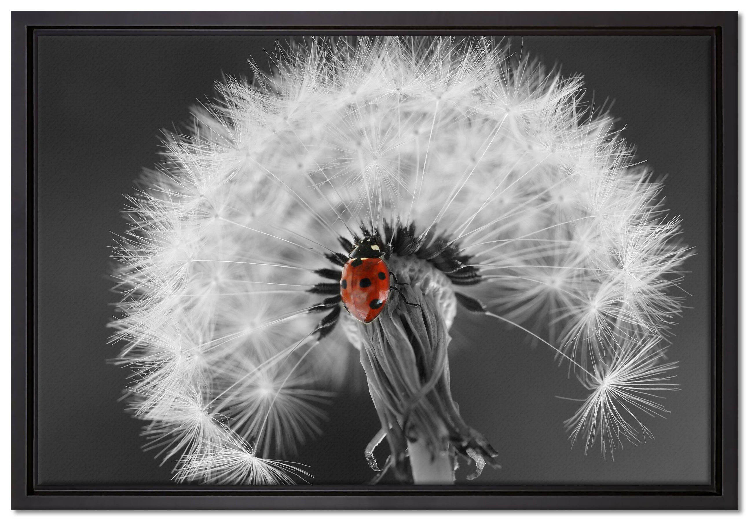 Pixxprint Leinwandbild schöner Marienkäfer auf Pusteblume, Wanddekoration (1 St), Leinwandbild fertig bespannt, in einem Schattenfugen-Bilderrahmen gefasst, inkl. Zackenaufhänger
