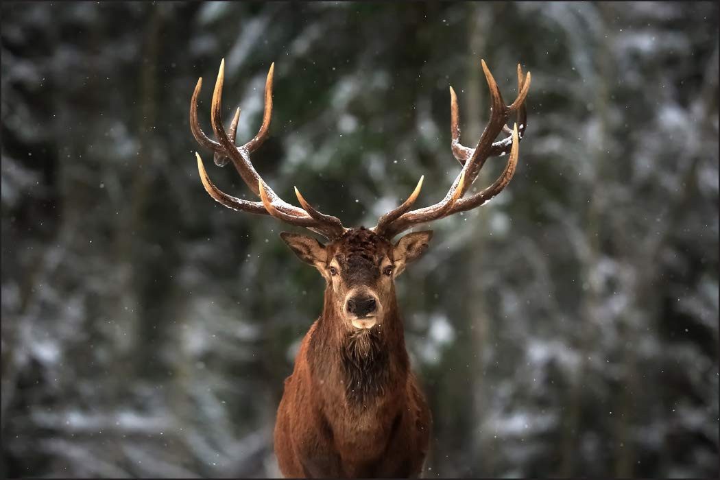 Muralo Fototapete Natur – Fototapete Wandtapete Vlies Wanddeko Wohnzimmer, bedruckt, Tiere – Hirsch – Wald, 90 x 60 cm, Vlies