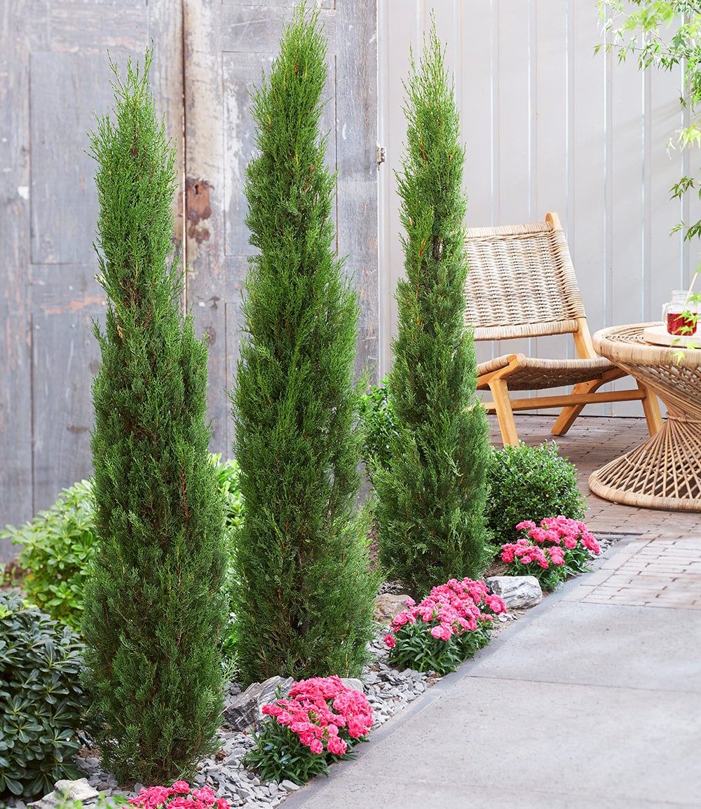 BALDUR Garten Zierstrauch Echte Toskana 'Säulen-Zypresse', 1 St., Mittelmeerzypresse, winterhart, mehrjährig