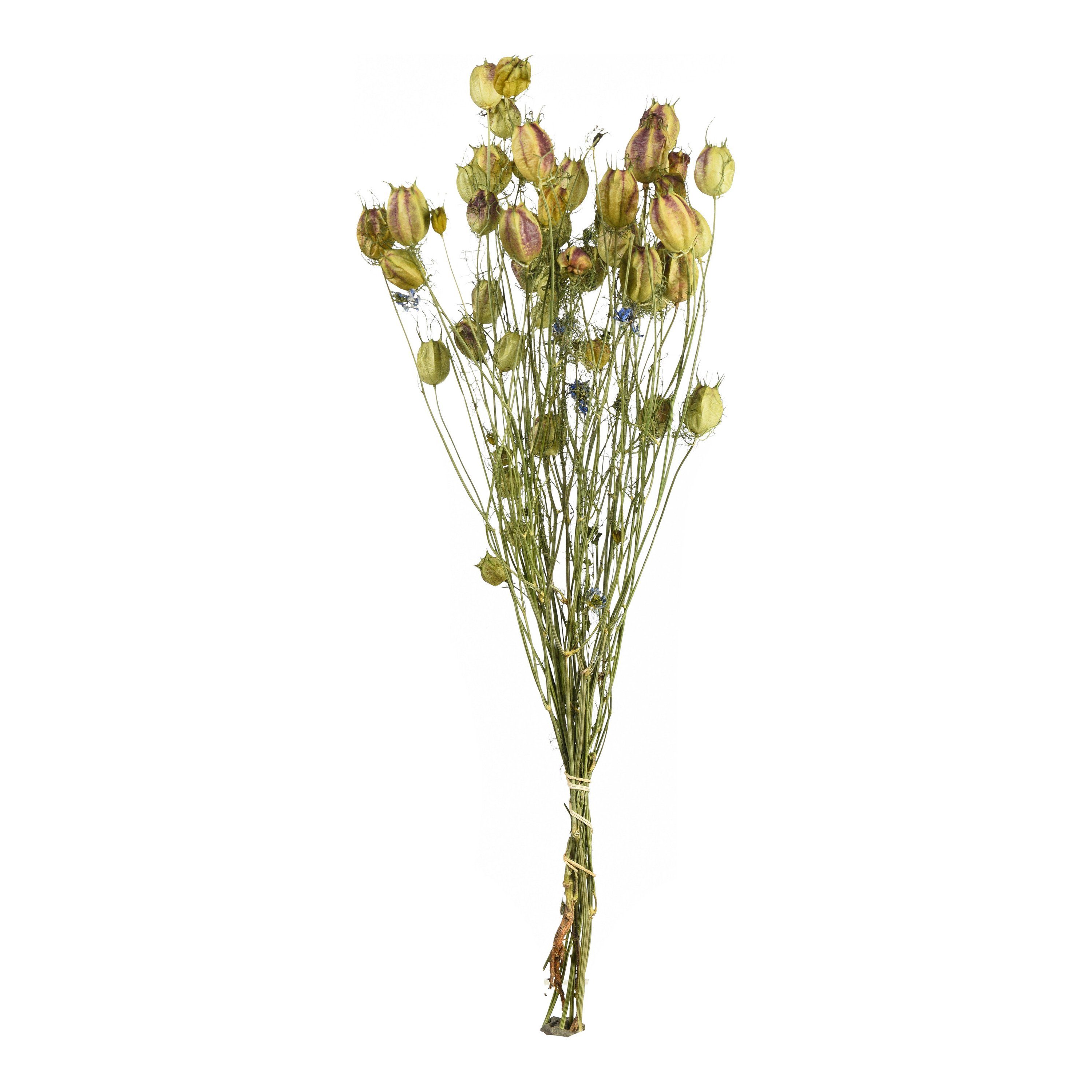 Trockenblume Trockenblumen-Bündel Nigella, Depot, aus Trockenblume, L 48 Zentimeter | Trockenblumen