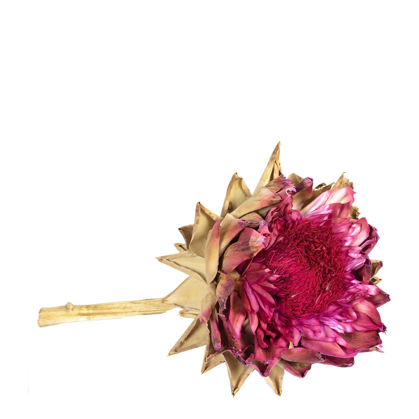 Trockenblume Artischocke Ex natur - blüh.rot - am Stiel - blüh.rot, Vosteen