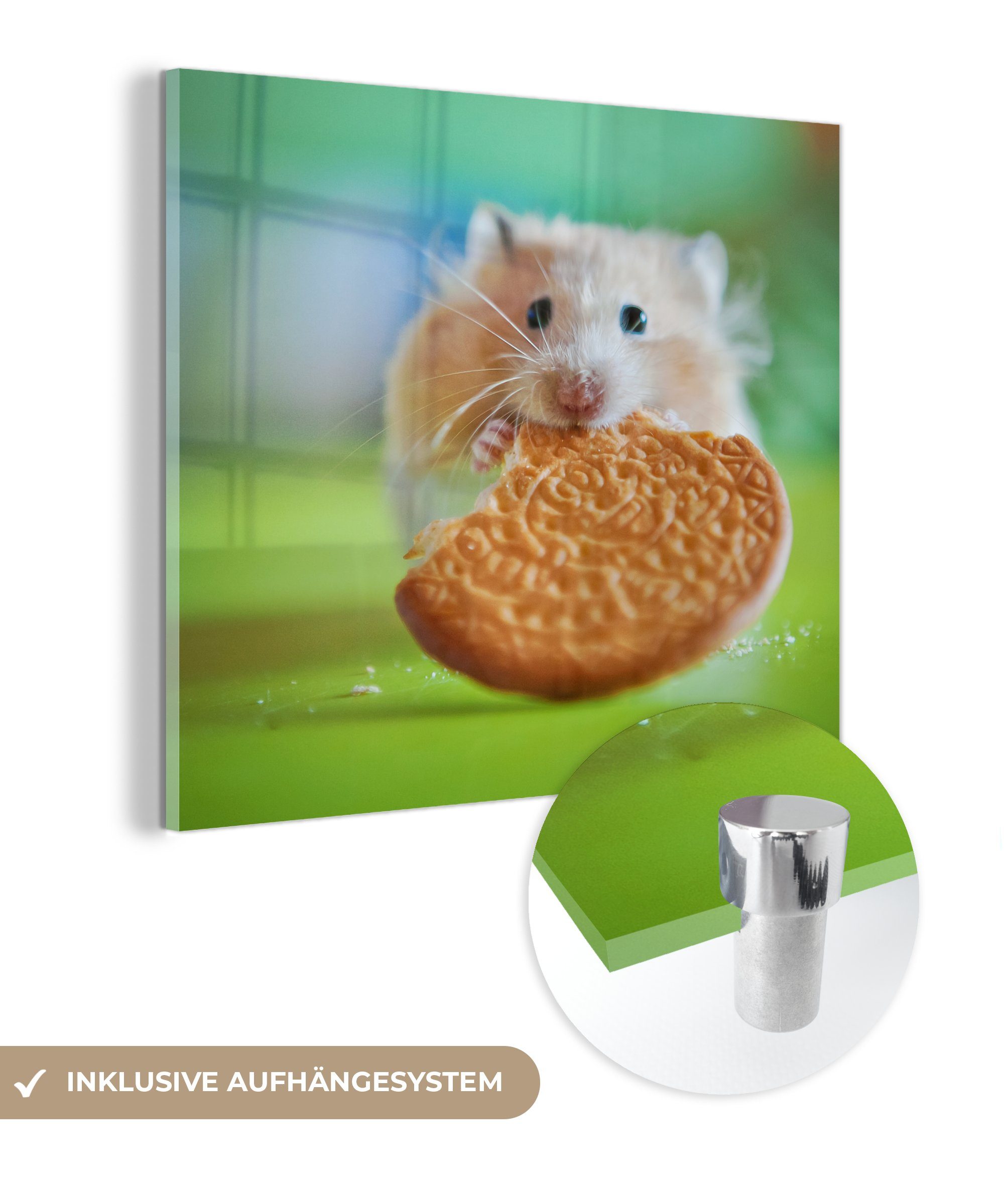 MuchoWow Acrylglasbild Hamster mit einem halb aufgegessenen Keks, (1 St), Glasbilder - Bilder auf Glas Wandbild - Foto auf Glas - Wanddekoration