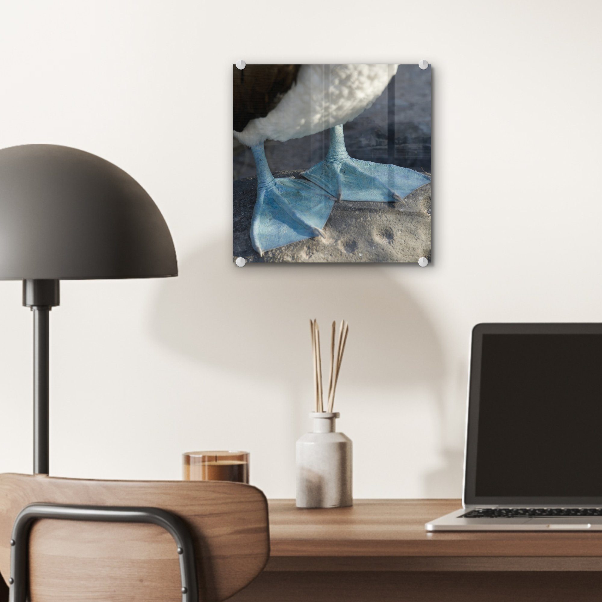MuchoWow Acrylglasbild Nahaufnahme der leuchtend Blaufußtölpels, Brustflossen Glas Bilder auf Glasbilder auf des - St), (1 - Foto blauen Wanddekoration Wandbild Glas 