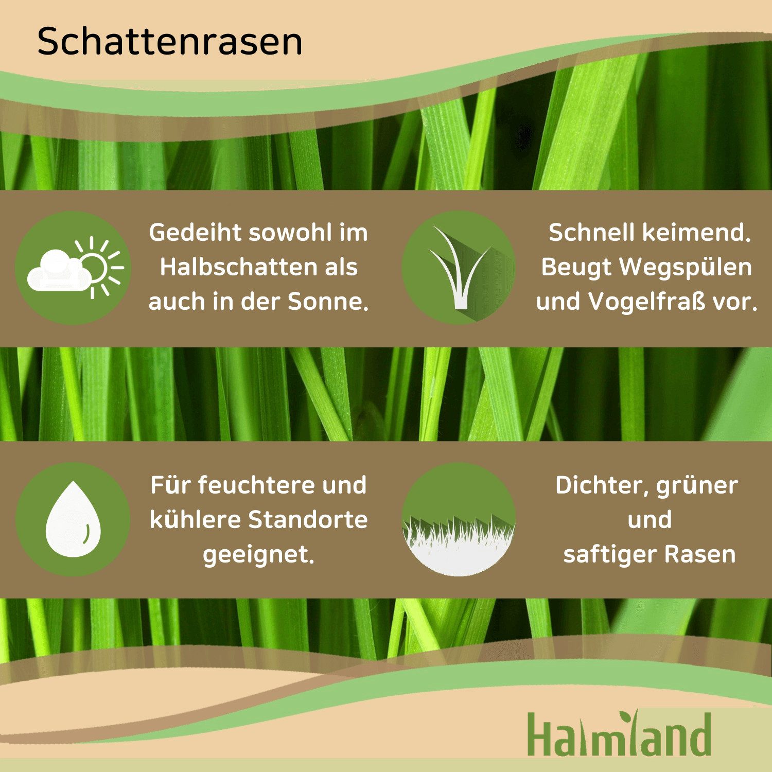 halmland Rasensamen Premium Schattenrasen Rasensamen 1 kg - schnellkeimend, robust, 30m²