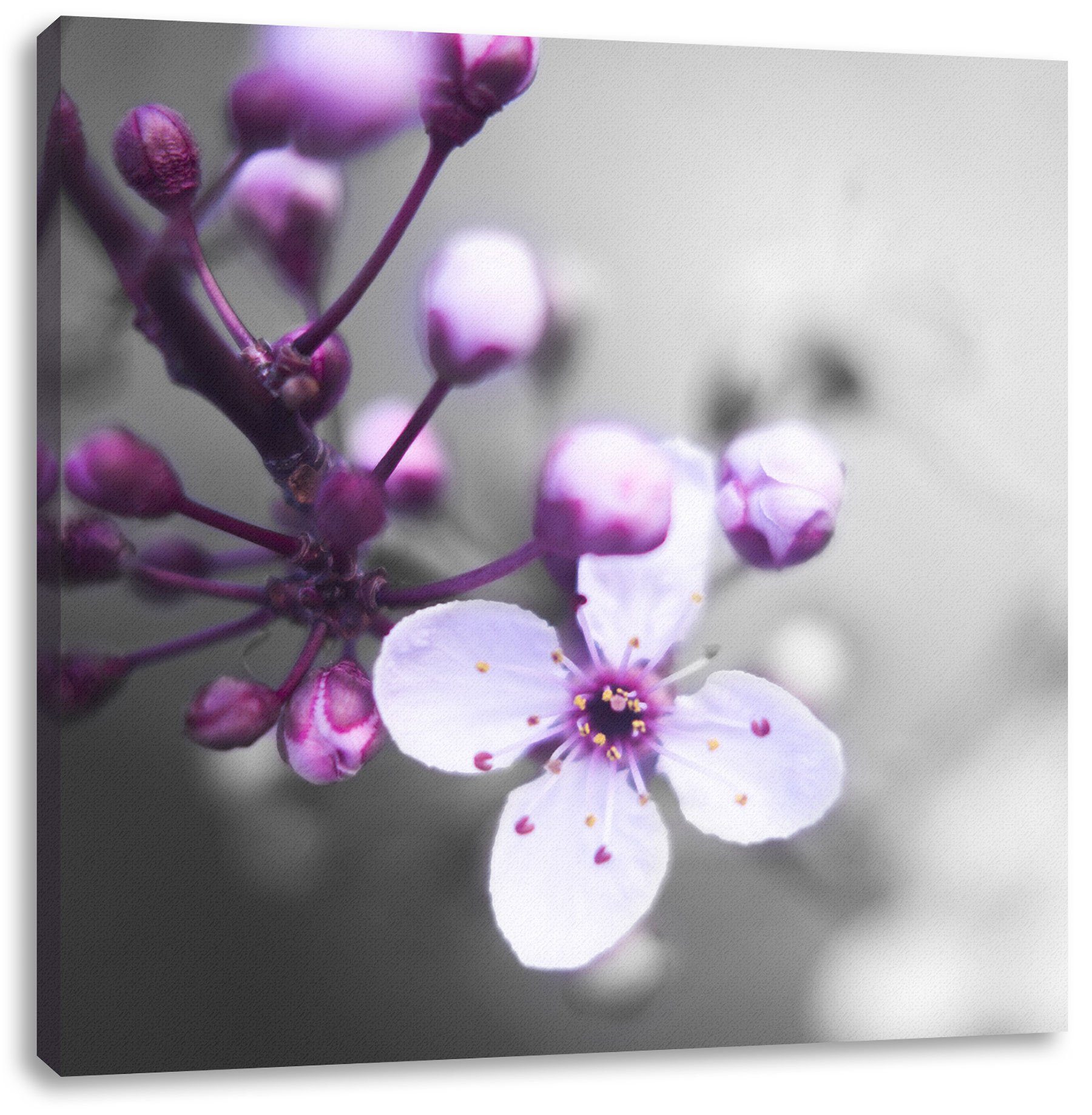 St), Zackenaufhänger Leinwandbild Blüten fertig des Kirschbaumes Kirschbaumes, bespannt, inkl. Pixxprint (1 Blüten des Leinwandbild