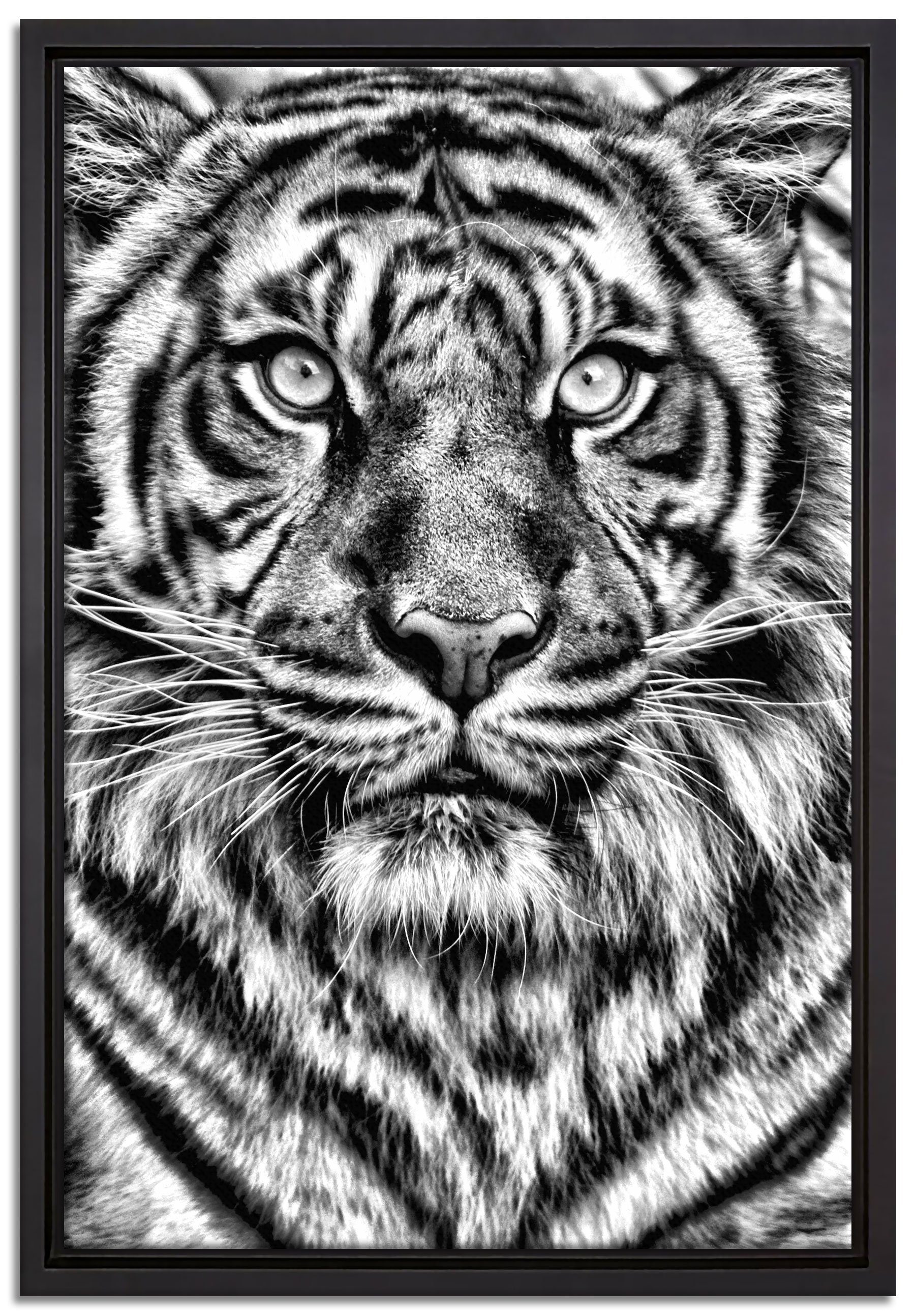 Pixxprint Leinwandbild Aufmerksamer Tiger, Wanddekoration Leinwandbild fertig Schattenfugen-Bilderrahmen einem St), inkl. Zackenaufhänger bespannt, in gefasst, (1