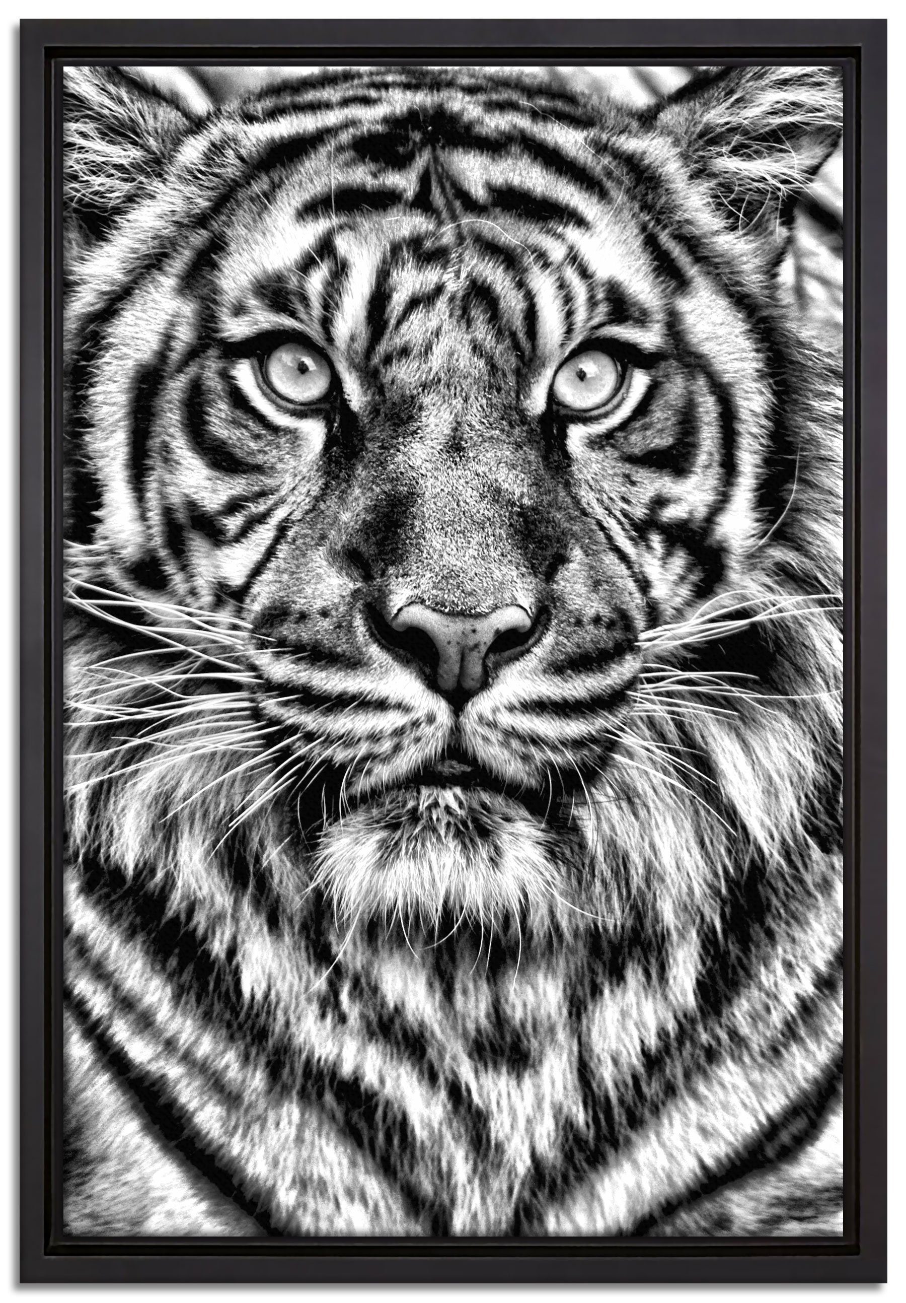 Pixxprint Leinwandbild Aufmerksamer Tiger, Wanddekoration (1 St), Leinwandbild fertig bespannt, in einem Schattenfugen-Bilderrahmen gefasst, inkl. Zackenaufhänger