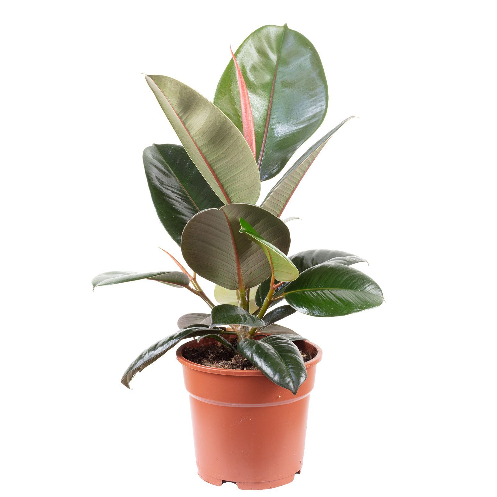 Flowerbox Blumentopf »bepflanzt mit Zimmerpflanze Gummibaum Ficus