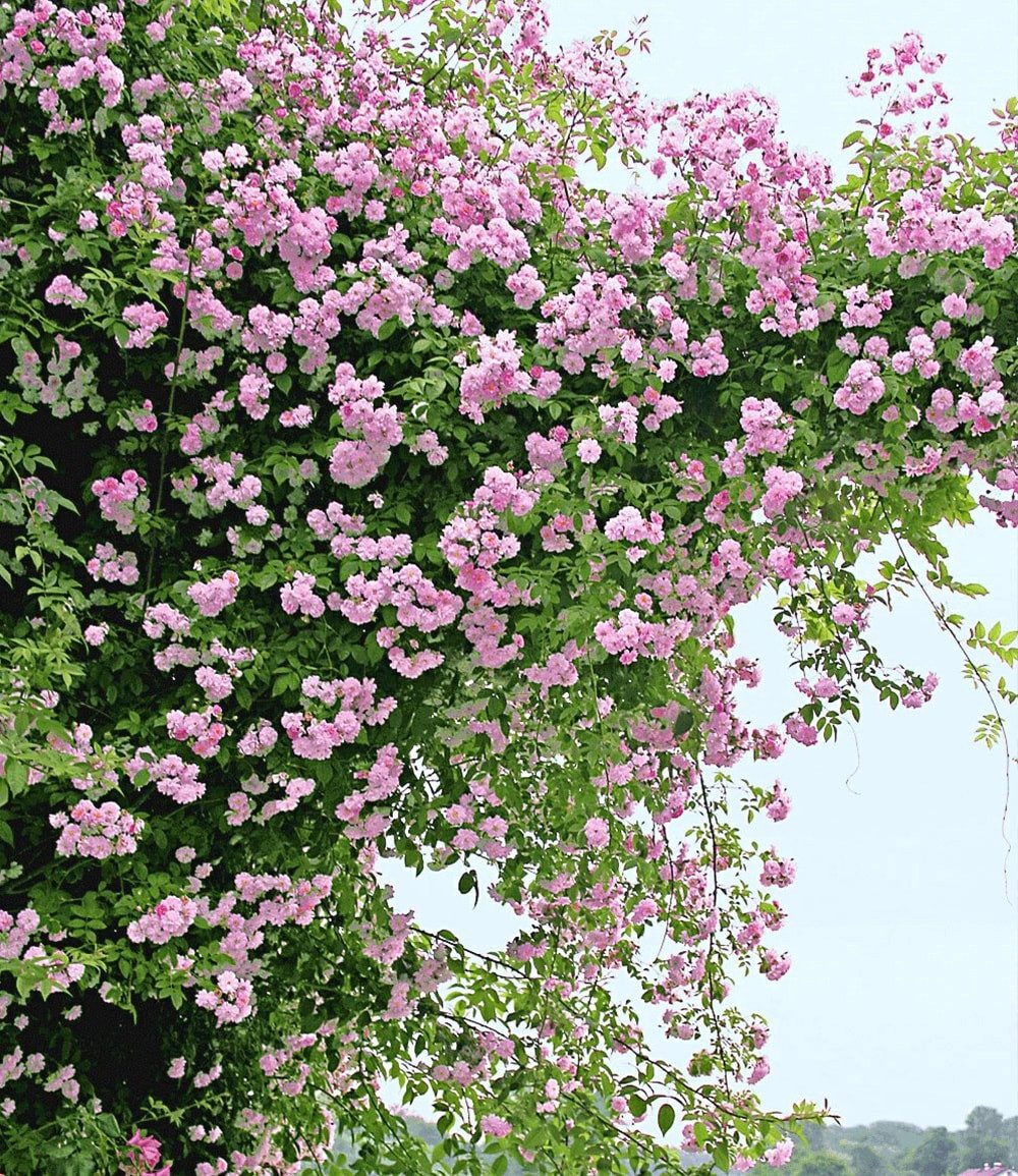 BALDUR Garten Rose Rambler-Rosen-Kollektion blau und rosa, 2 St., Schnellwachsend, winterhart, duftend, pflegeleicht