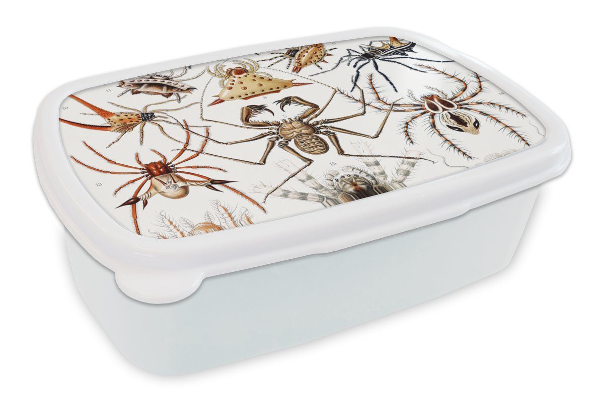 MuchoWow Lunchbox Retro - Spinne - Ernst Haeckel - Spinnen, Kunststoff, (2-tlg), Brotbox für Kinder und Erwachsene, Brotdose, für Jungs und Mädchen weiß