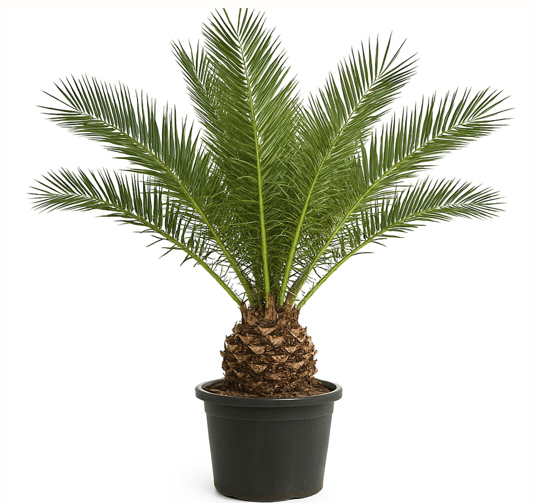 Palms-Store Baum Palme Phoenix Canariensis HÖHE ca. 180 cm Winterhart bis -12 °C, Winterhart bis -12 °C Spitzen Qualität