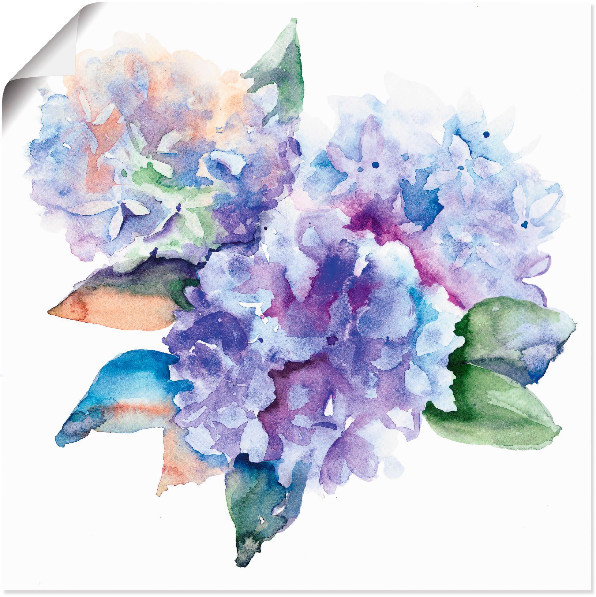 Artland Wandbild Hortensien, Blumen (1 St), als Alubild, Leinwandbild, Wandaufkleber oder Poster in versch. Größen