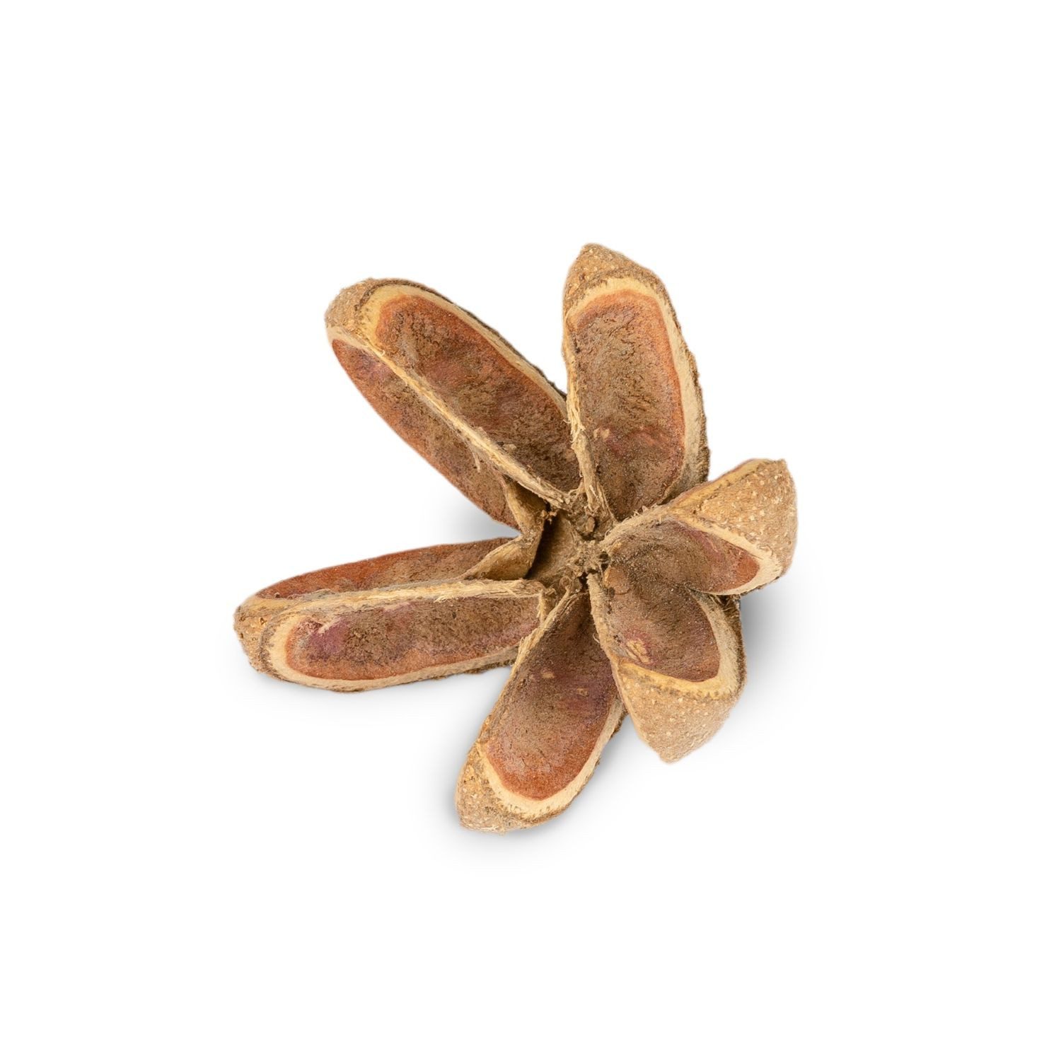 NaDeco Bastelnaturmaterial Wildkastanie getrommelt Größe ca. 5-7cm  Castanea sativa