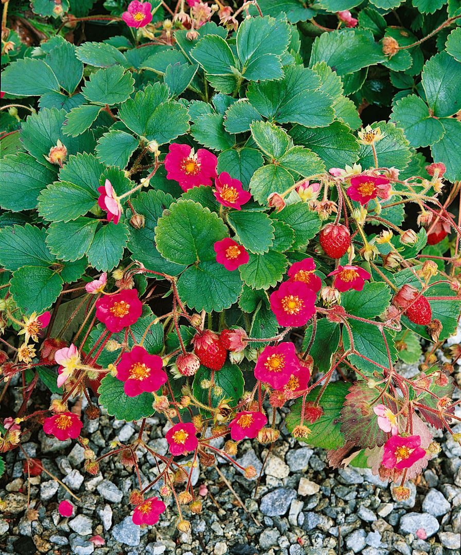 Pflanzen für Dich Obstpflanze Fragaria anan. Lipstick, 1 St., Erdbeere, Garten-Erdbeere, rote Blüten, essbare Früchte