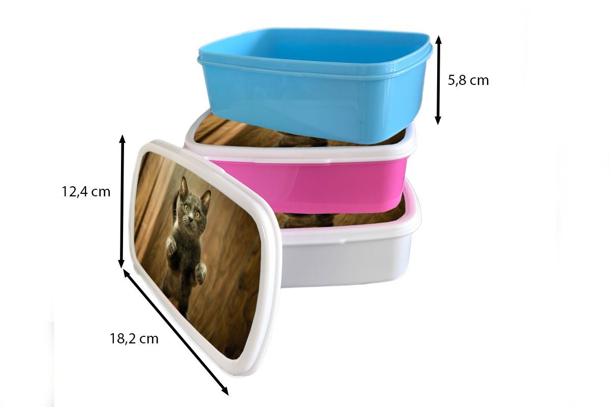 MuchoWow Lunchbox Katzen Boden Mädchen Grau, Kunststoff, Erwachsene, Brotbox und für Jungs - weiß und (2-tlg), für - Kinder Brotdose