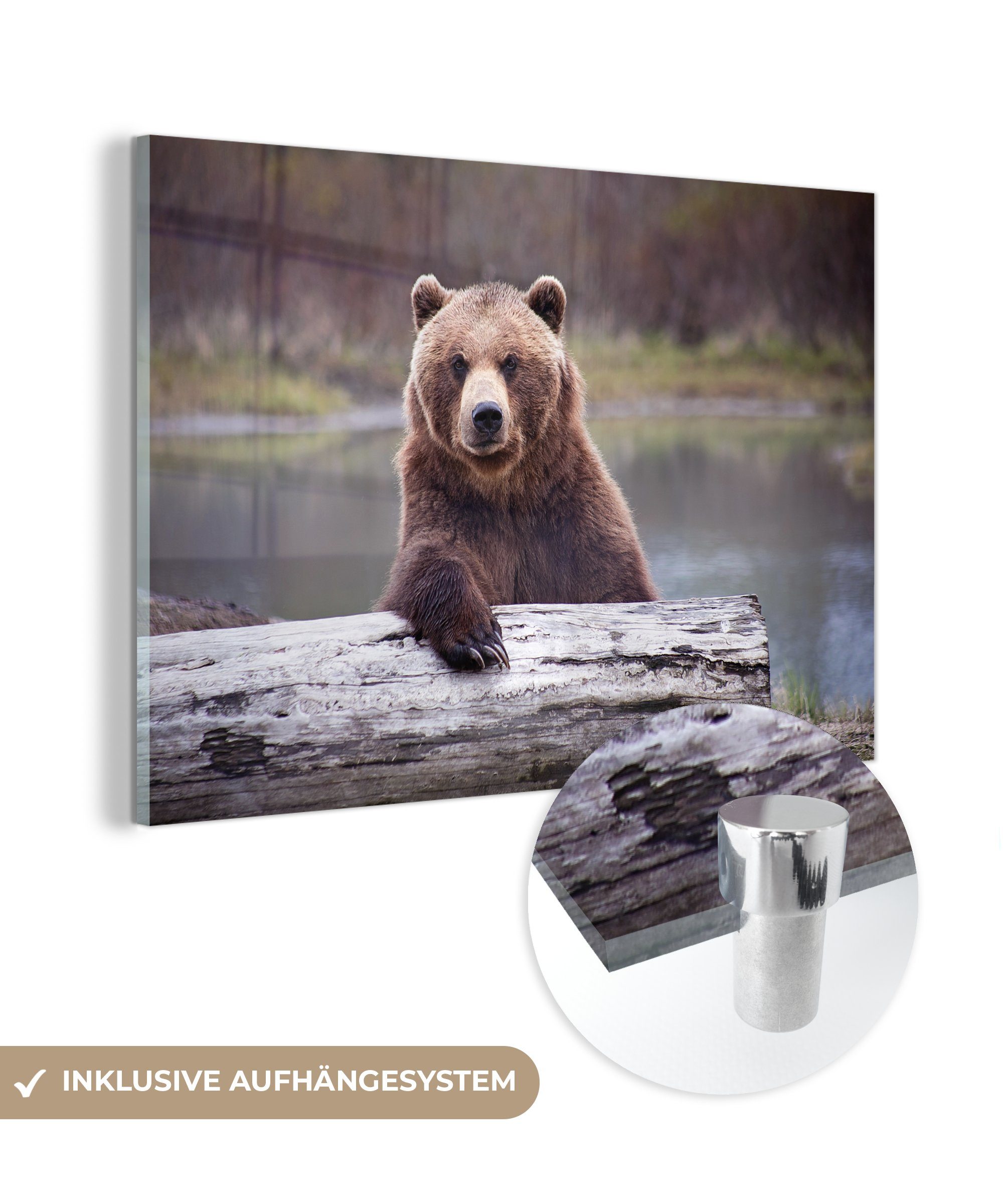 MuchoWow Acrylglasbild Bild eines Grizzlybären vor einem verblassten Hintergrund, (1 St), Acrylglasbilder Wohnzimmer & Schlafzimmer