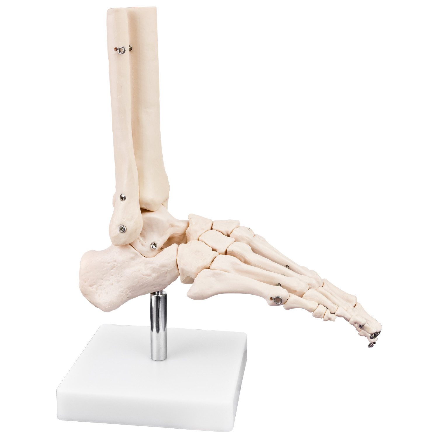 MedMod Dekoobjekt Menschlicher Fuß Fus Anatomie Lehrmodell Knochenmodell