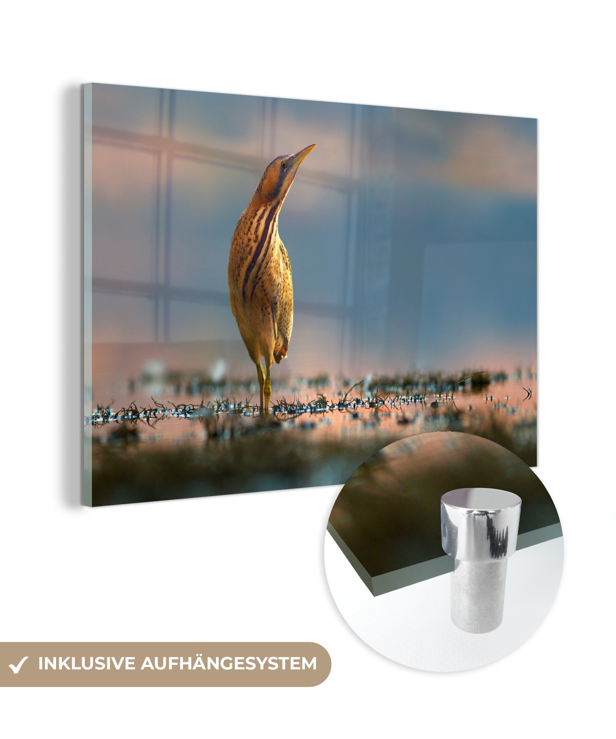 Wasser Schlafzimmer Acrylglasbild Rohrdommel (1 & MuchoWow - - Wohnzimmer Acrylglasbilder Gras, St),