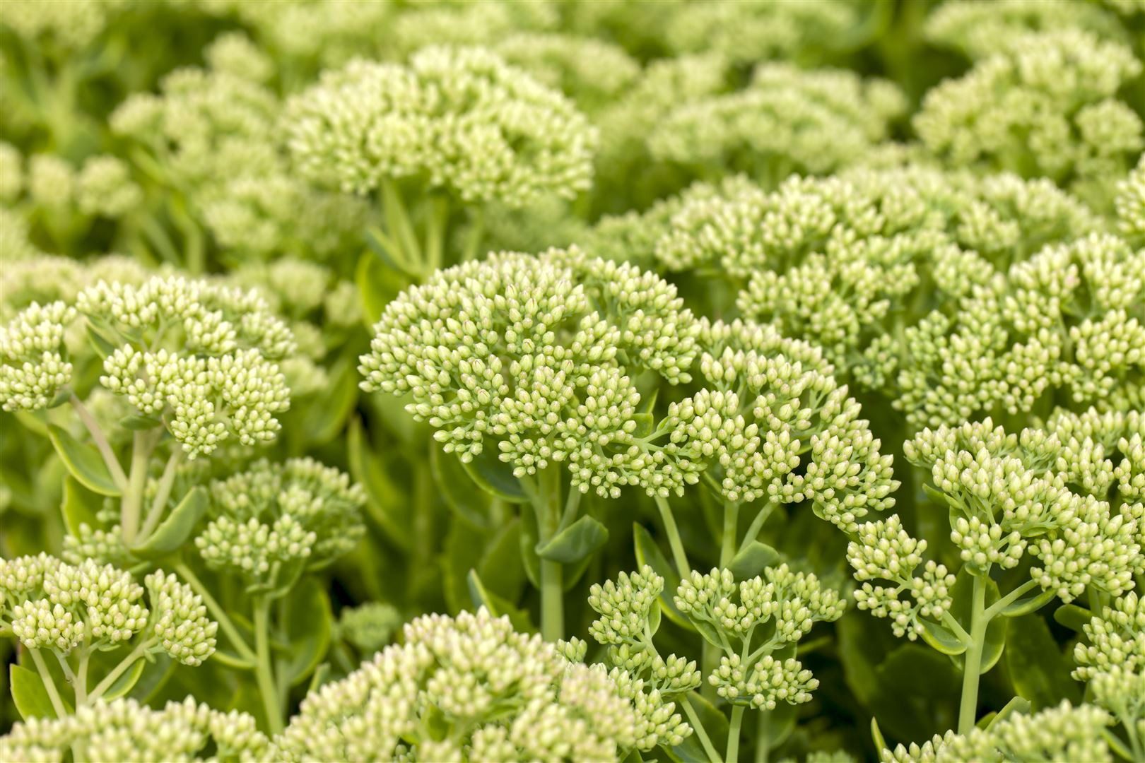 Pflanzen für Dich Staude Sedum telephium Herbstfreude, 1 St., Fetthenne, Hohe Fetthenne, Purpur-Fetthenne