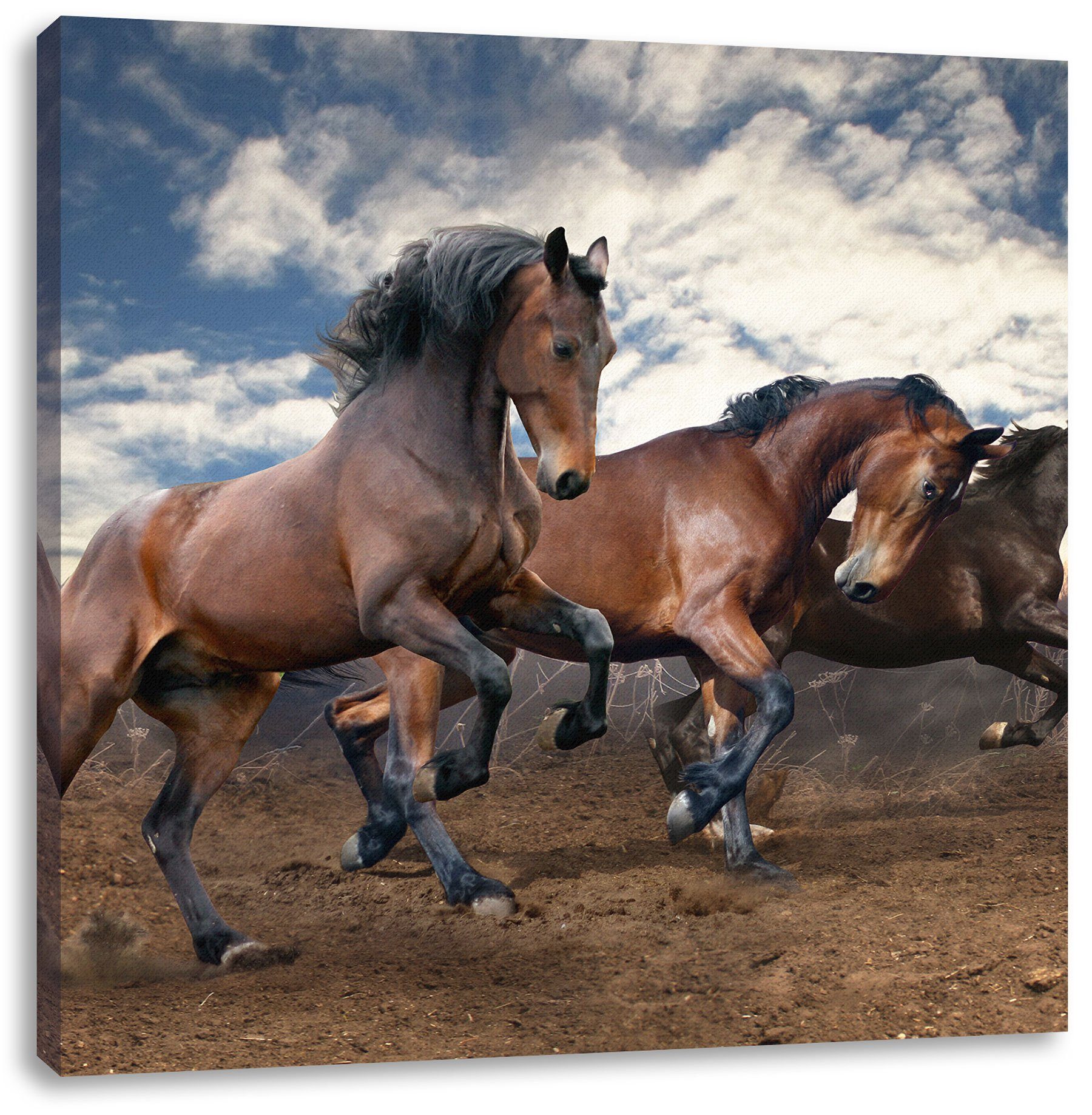 Wilde Pixxprint Leinwandbild Leinwandbild (1 Pferde, inkl. Zackenaufhänger bespannt, freie fertig Wilde Pferde St), freie