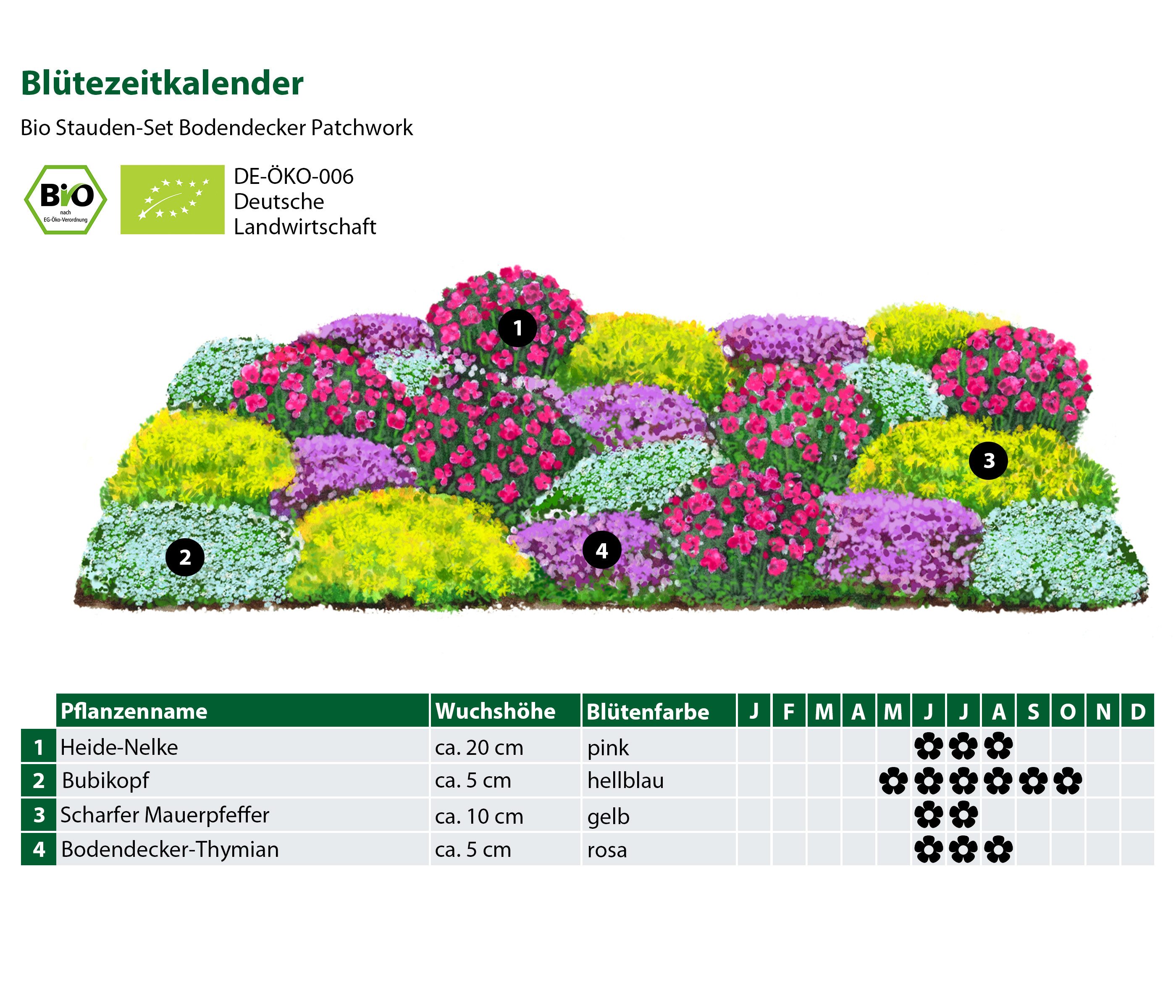 Dehner Staude Bio Stauden-Set Bodendecker, je 5-20 cm exkl. Pflanztopf, Ø Topf 9 cm, je 4x 6 verschiedene, mehrjährige Gartenstauden