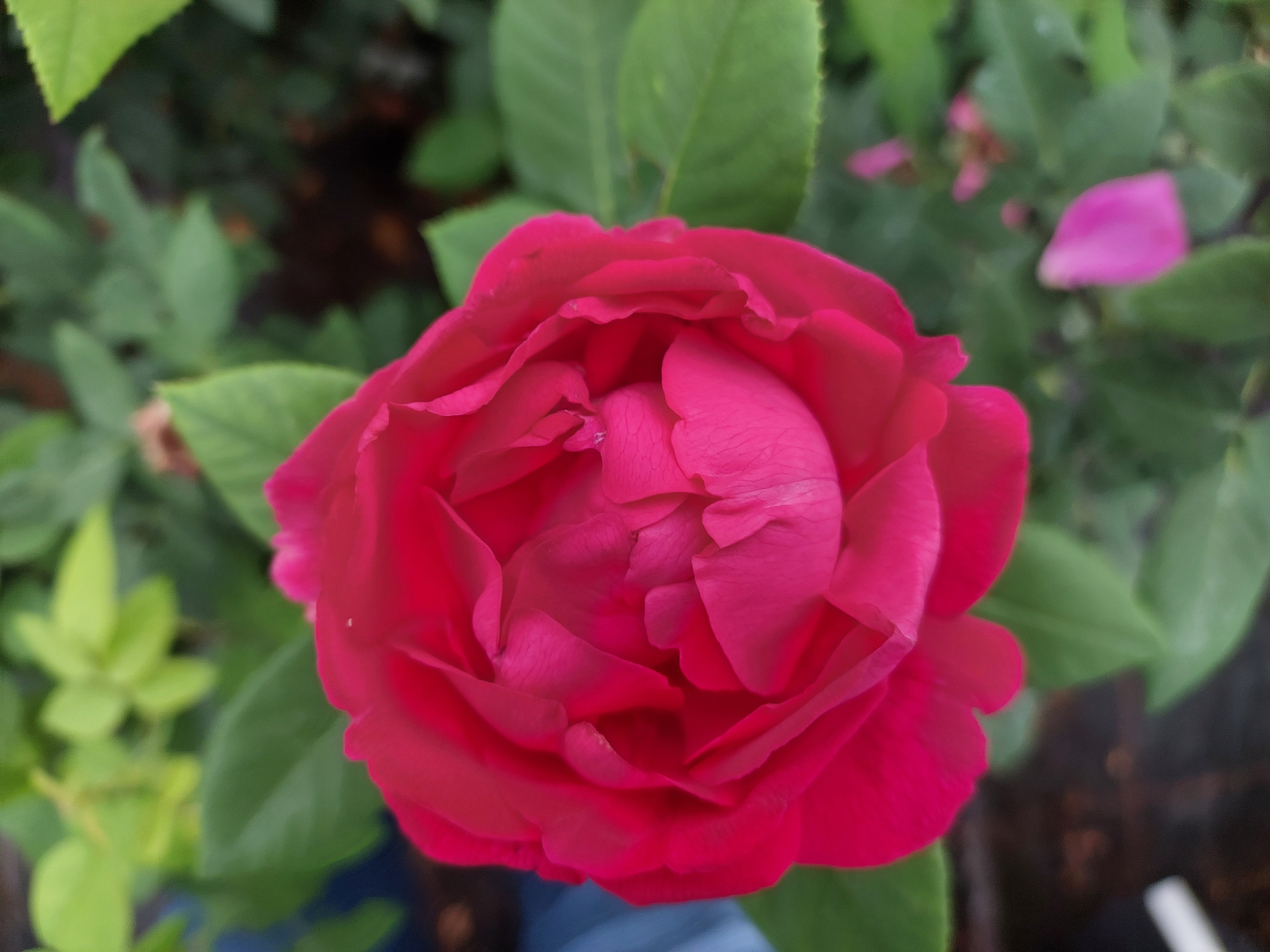 Baumschule Gold Rose Rose * Ulrich Brunner Fils * Rarität im Topf gewachsen