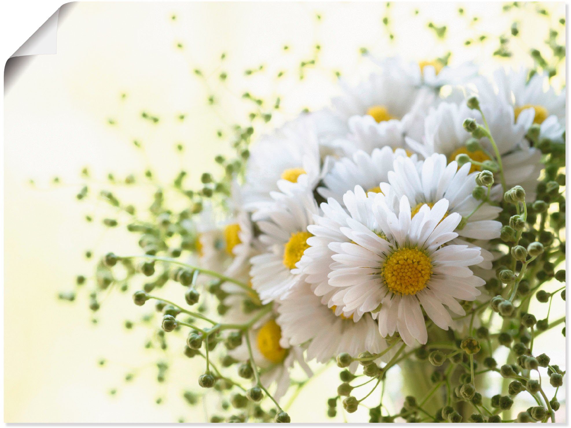 (1 in als Poster versch. Wandbild Leinwandbild, Größen Artland Hofstaat, Wandaufkleber Blumen und Gänseblümchen St), oder