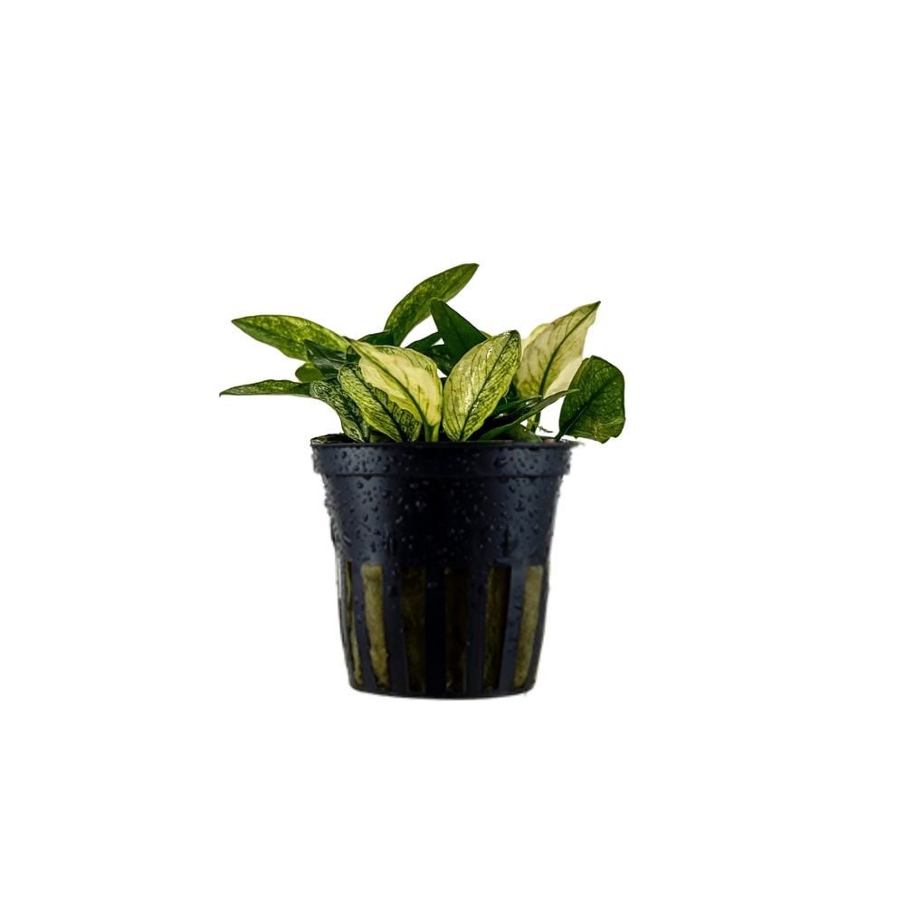 Aquaone Wasserpflanze Aquariumpflanze Anubias nana 'Pinto' Nr.301E günstig online kaufen