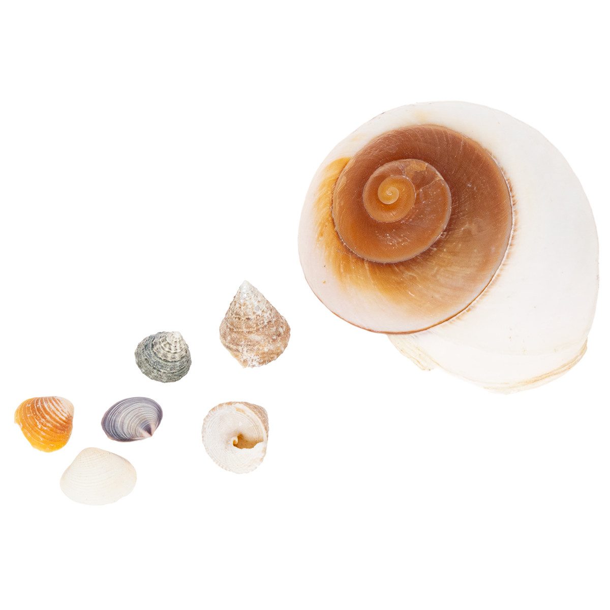 DIJK Bastelnaturmaterial Dekorative Muschelsammlung für maritime Raumgestaltung