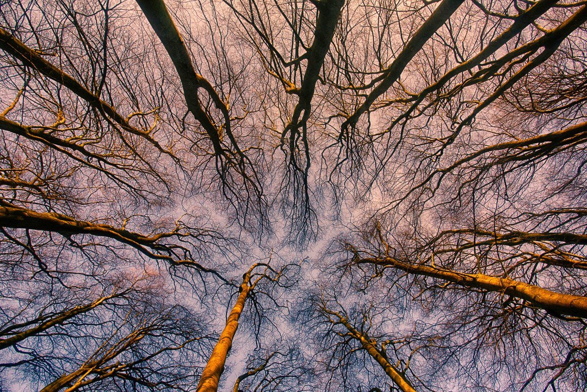 Papermoon Fototapete Sonnenaufgang durch den Wald