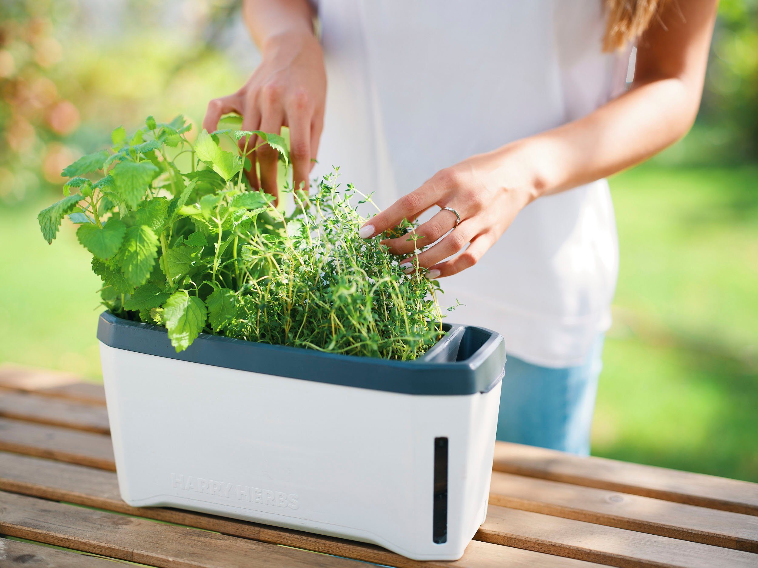 HERBS mit Garden Gusta Kräutertopf 4 HARRY in Wasserreservoir weiß Kräutertopf, 1