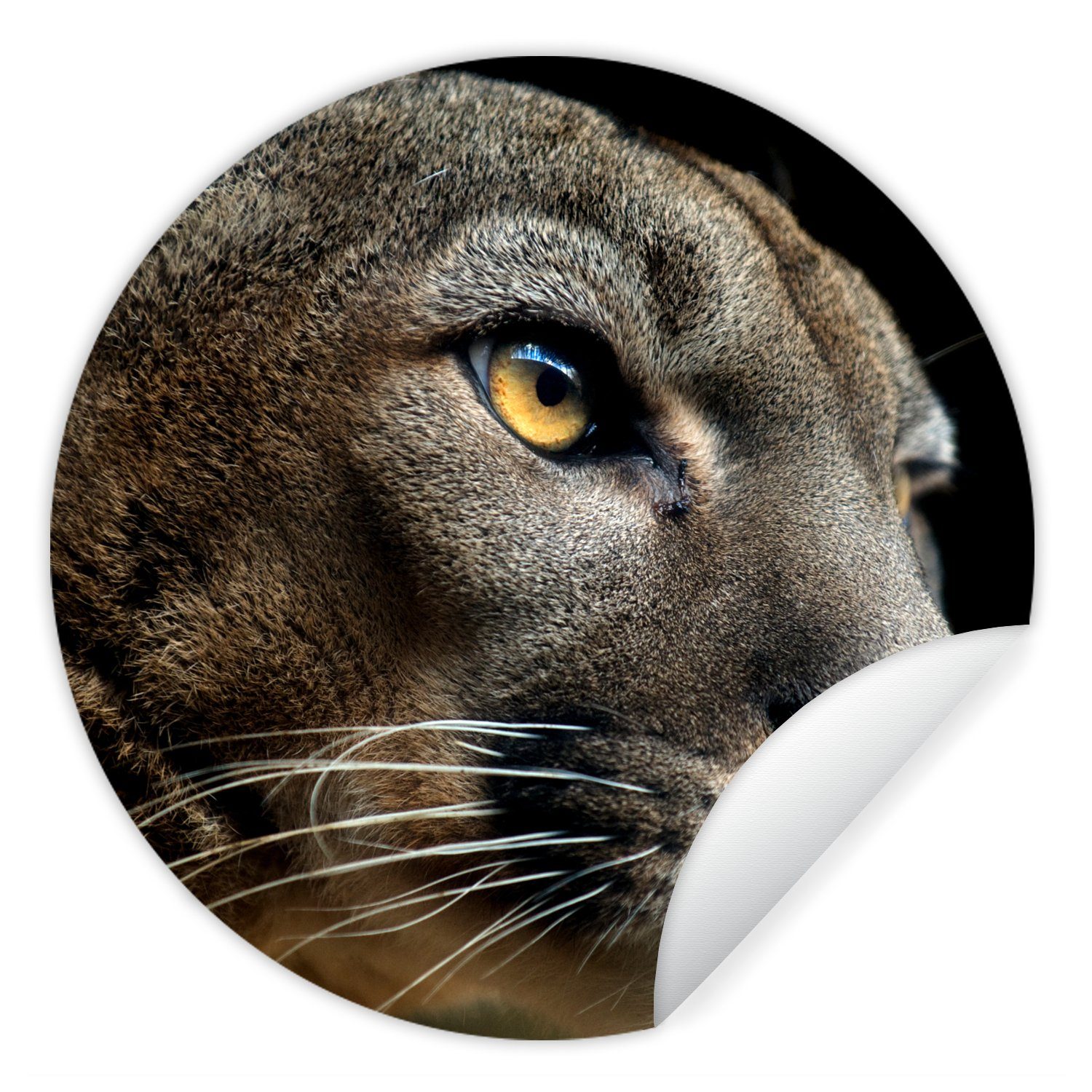 MuchoWow Wandsticker Puma - Wilde Tiere - Porträt (1 St), Tapetenkreis für Kinderzimmer, Tapetenaufkleber, Rund, Wohnzimmer
