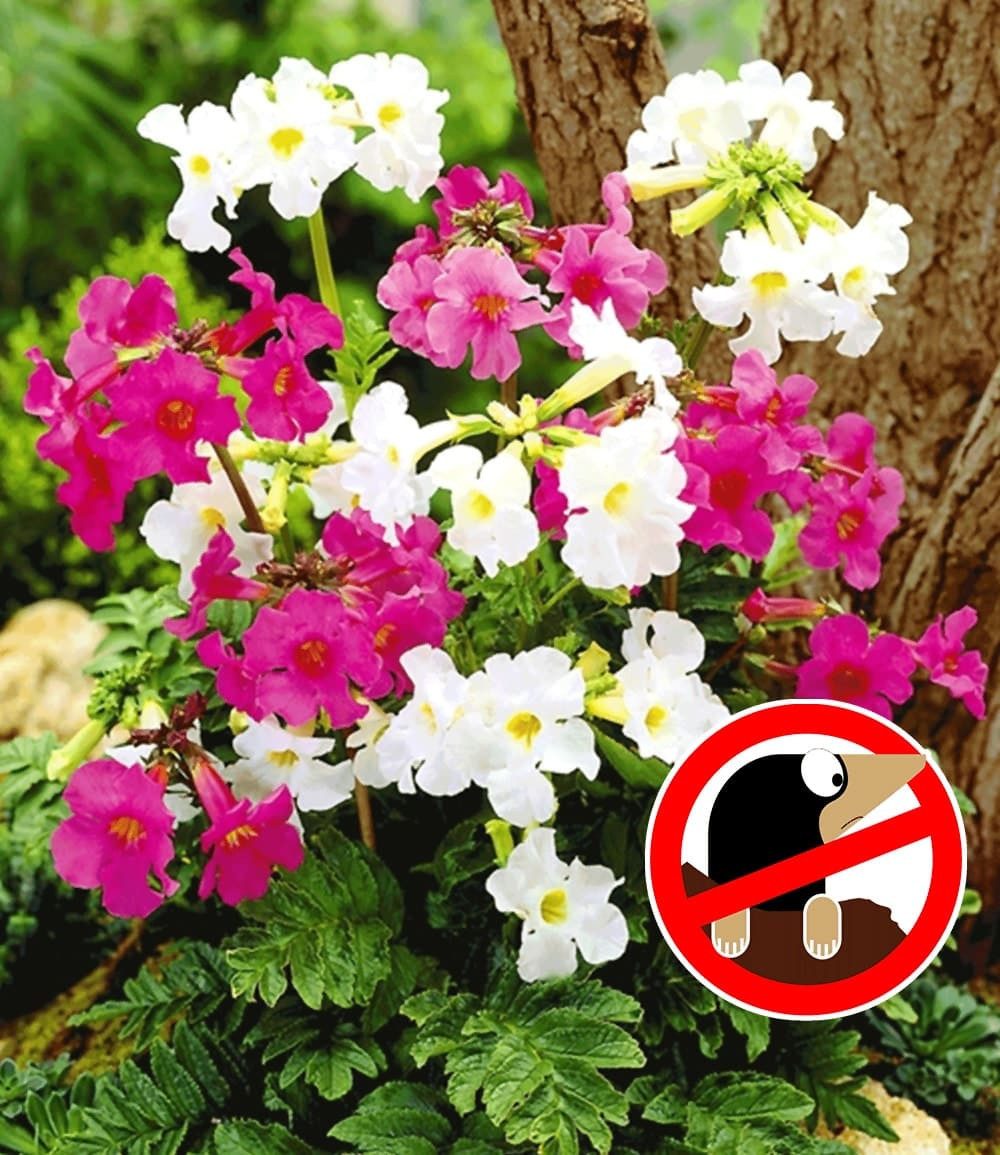 BALDUR Garten Staude Incarvillea' Blüten-Mix, 3 St., Freilandgloxinie,winterhart, mehrjährig