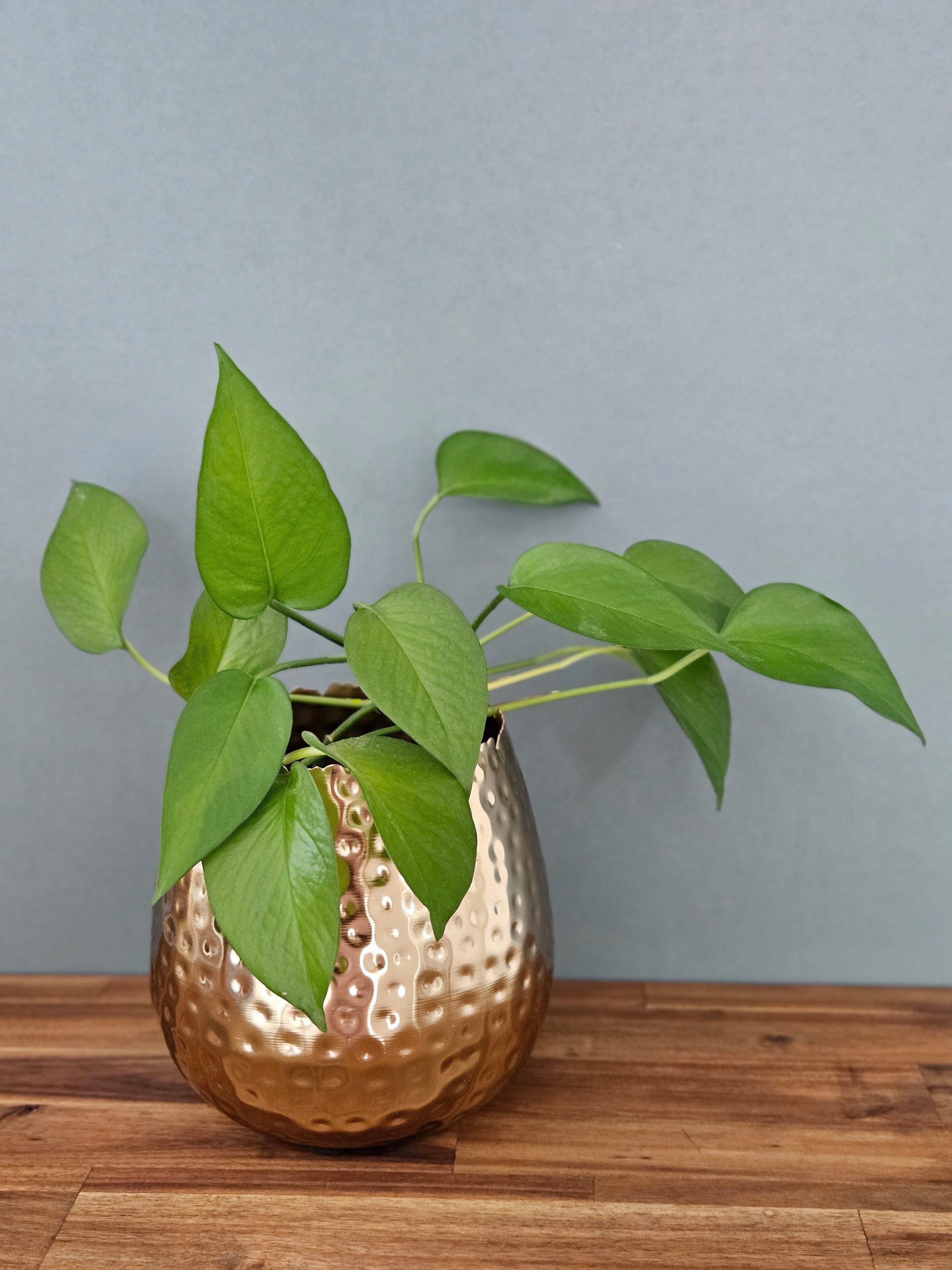 Meinposten Blumentopf Übertopf Vase gold Metall Hammerschlag 18x18 cm Pflanztopf (1 St), Windlicht