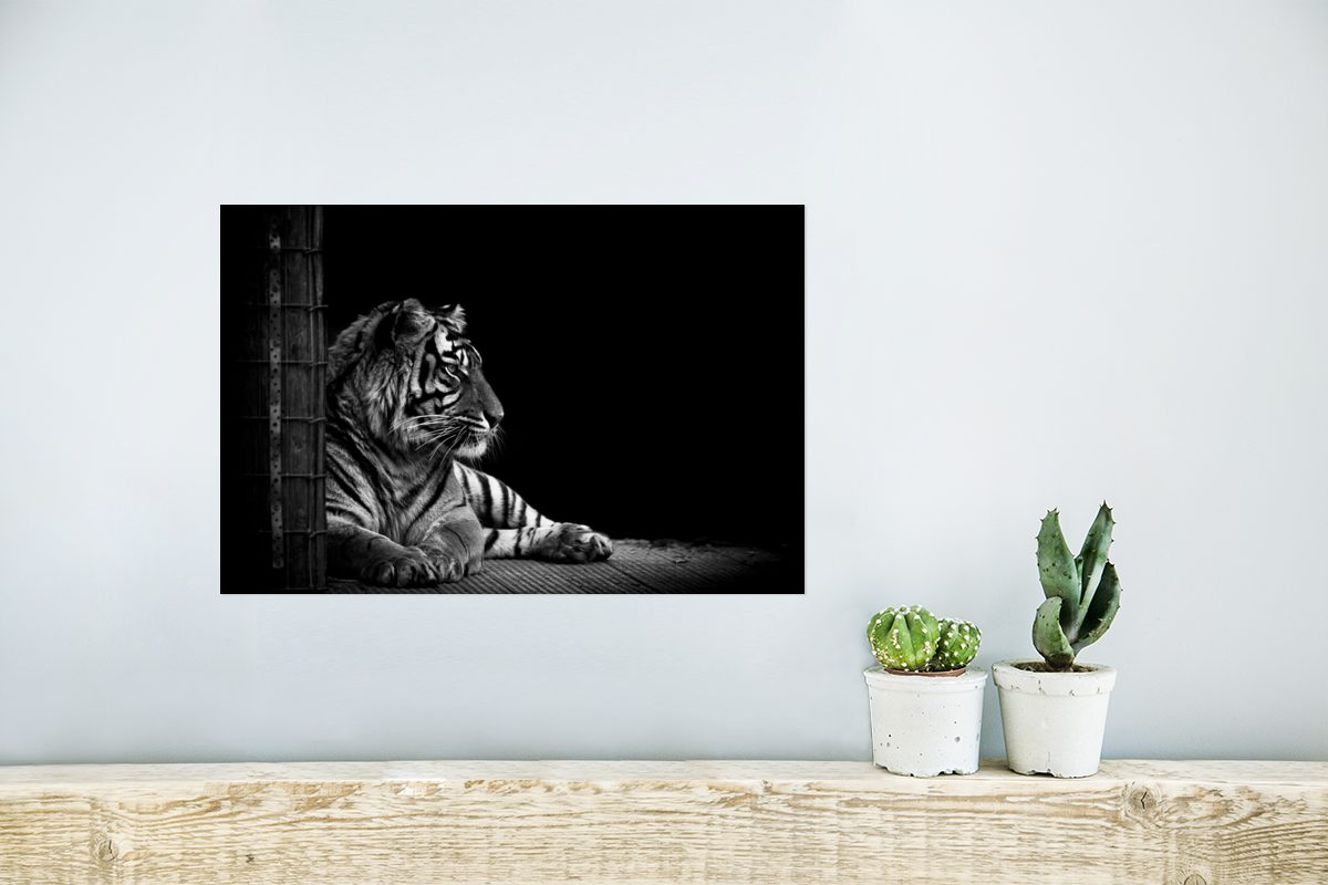 Tiger Tiere (1 - Wandbild, für Wandposter MuchoWow Wohnzimmer, Poster Schwarz Rahmen St), Ohne Weiß, - Poster, -