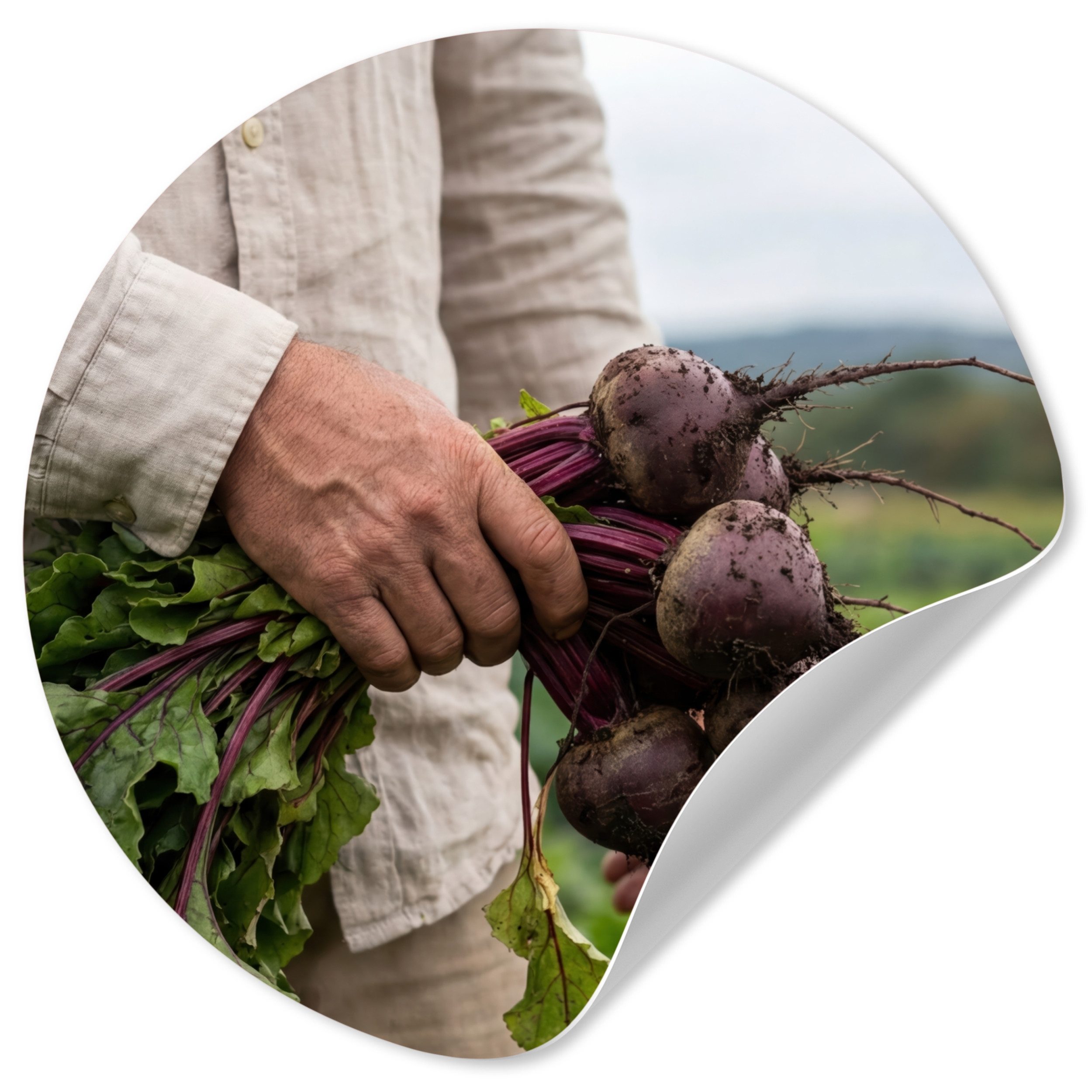 MuchoWow Wandsticker Rote Bete - Frisch - Gemüsegarten (1 St), Wandtattoo Selbstklebend, Wohnzimmer Deko Aufkleber, 30x30 cm