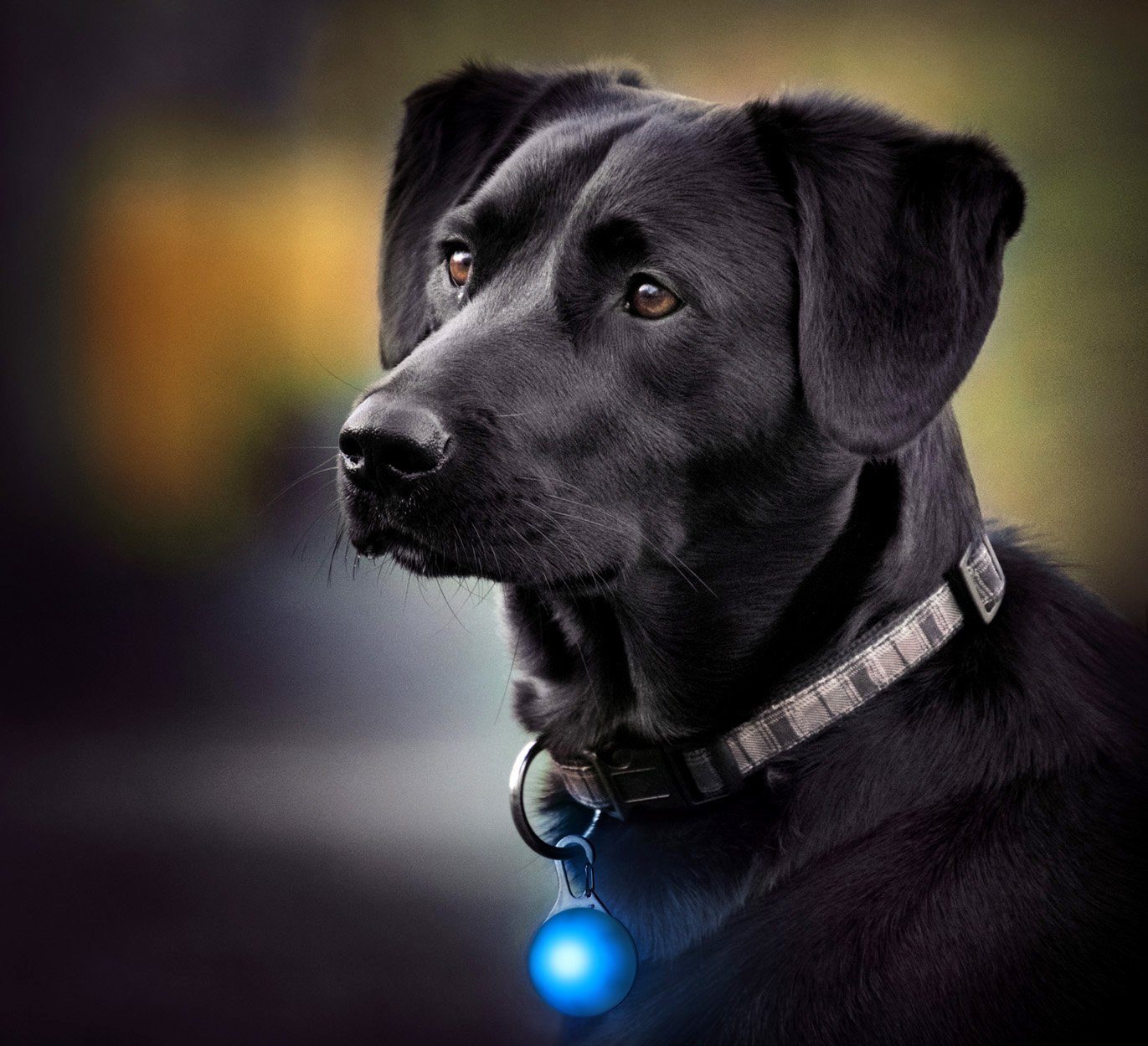 PRECORN Hunde-Sicherheitsgeschirr LED Leuchtanhänger Hunde Halsband günstig online kaufen