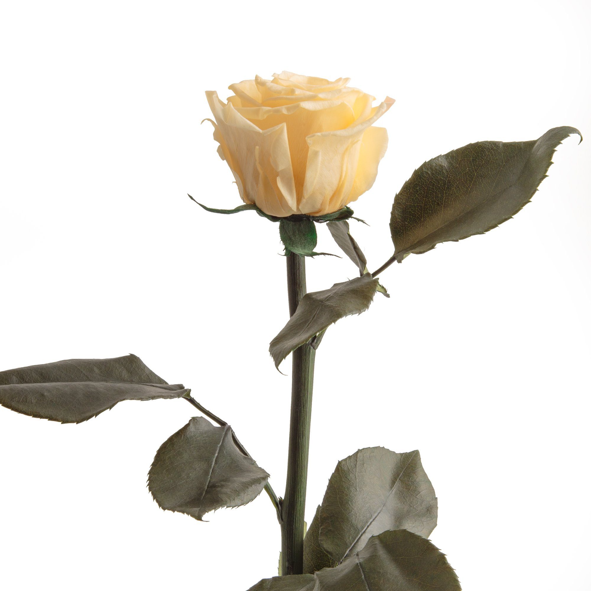 Kunstblume Ewige Rose konserviert mit Stiel günstig online kaufen