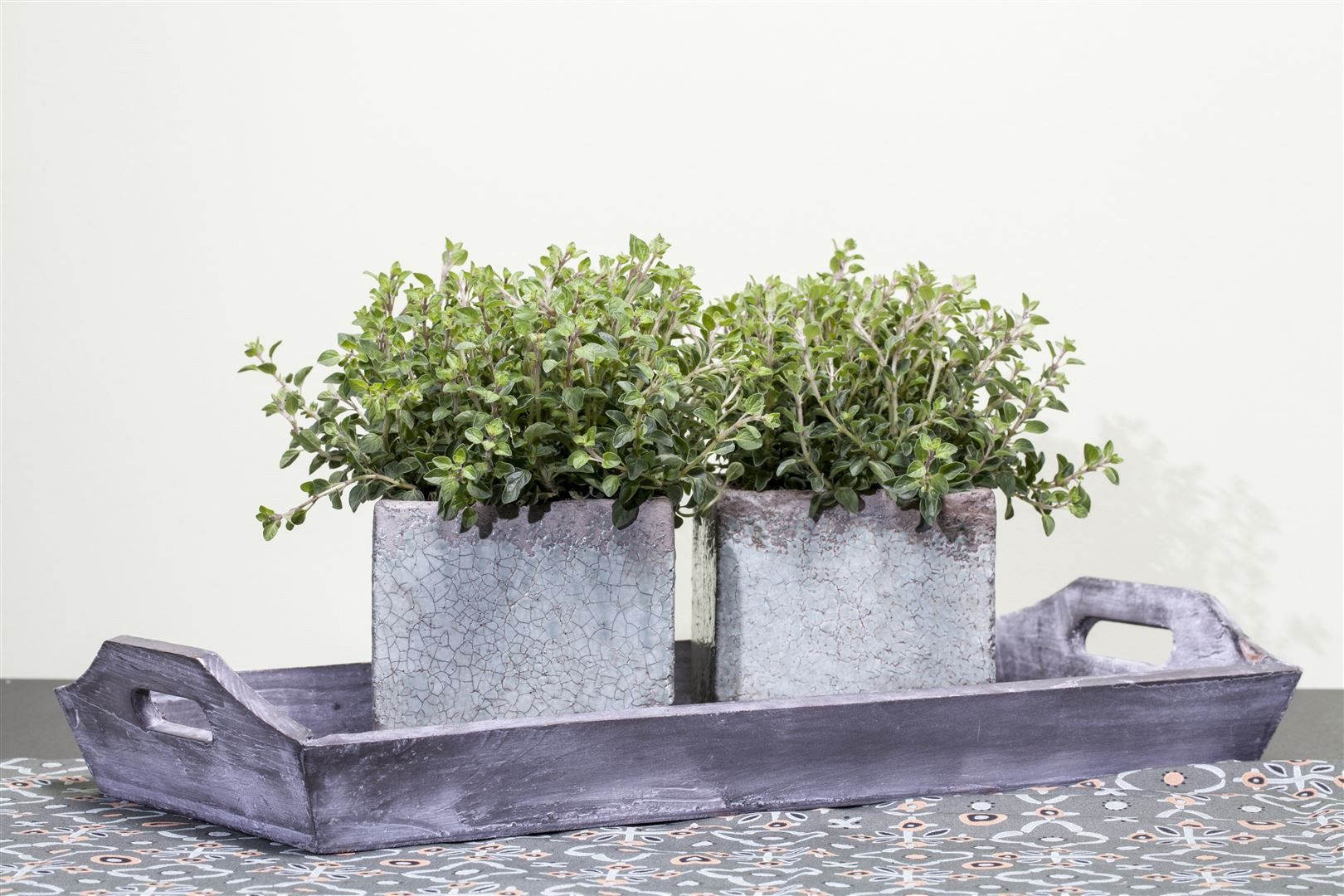 Pflanzen für Dich Staude Origanum vulgare, 1 St., Oregano, Wilder Majoran, Echter Dost