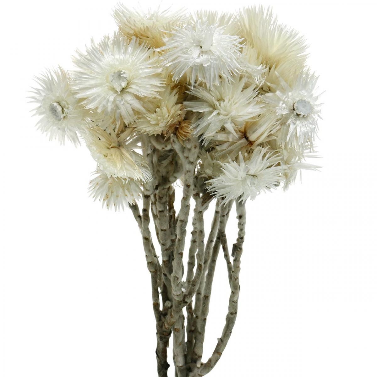 Trockenblume Trockenblumen Capblumen naturweiß Strohblumen Bouquet, Viana, Höhe 33 cm