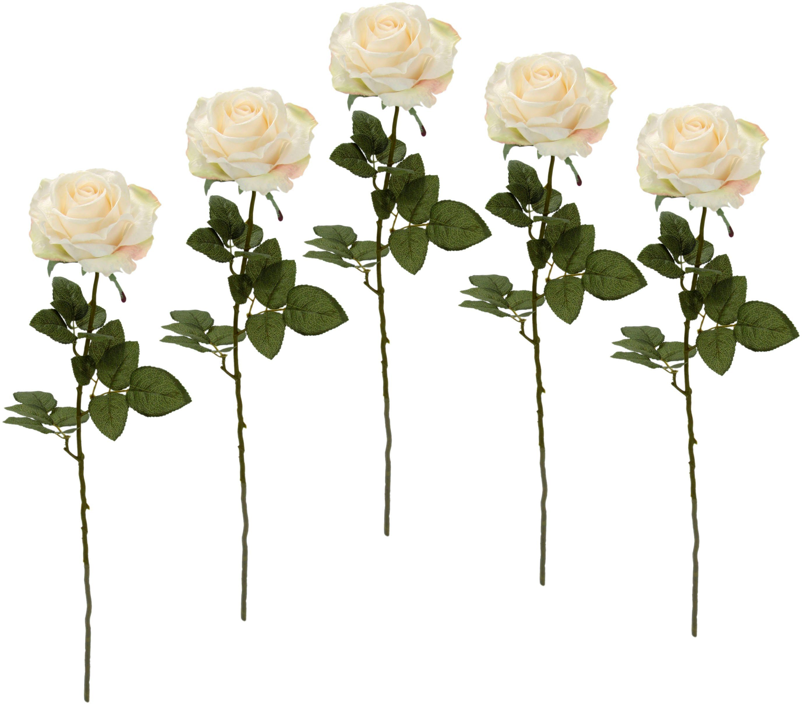 Kunstblume Rose, I.GE.A., Höhe 68 cm, 5er Set creme | Kunstblumen