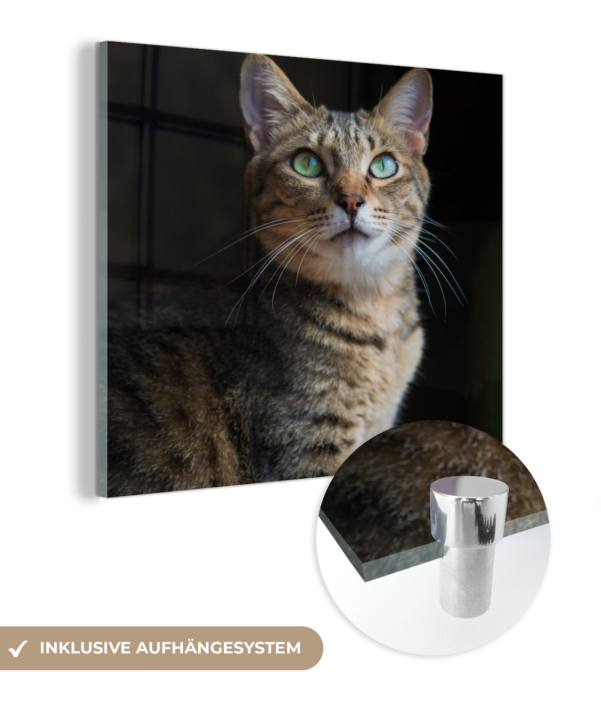 MuchoWow Acrylglasbild Zypresse Katze, (1 St), Glasbilder - Bilder auf Glas Wandbild - Foto auf Glas - Wanddekoration